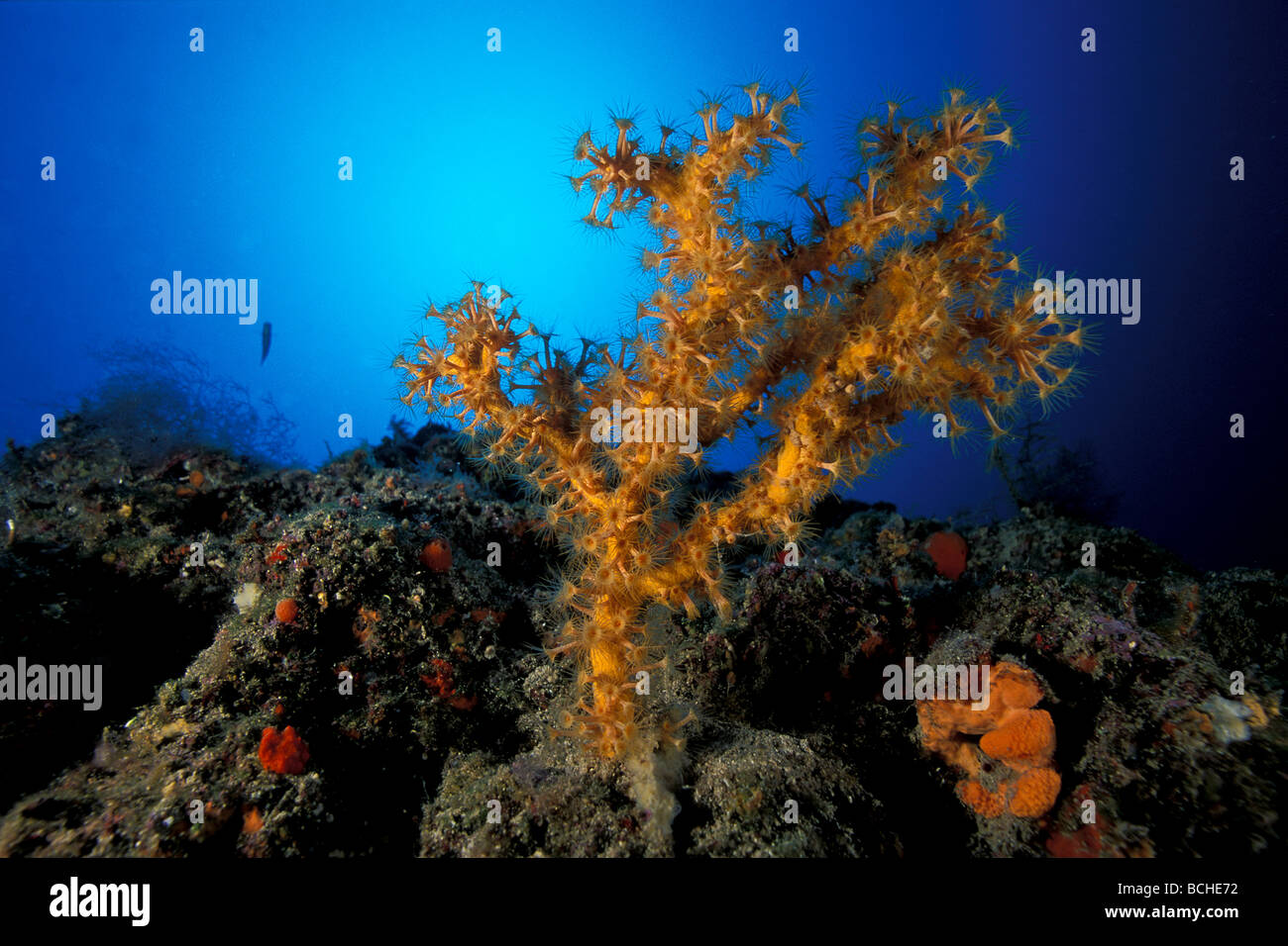 Yello margherite di mare su una spugna Parazoanthus axinellae Vela Luka Isola di Korcula Dalmazia Adriatico Croazia Foto Stock