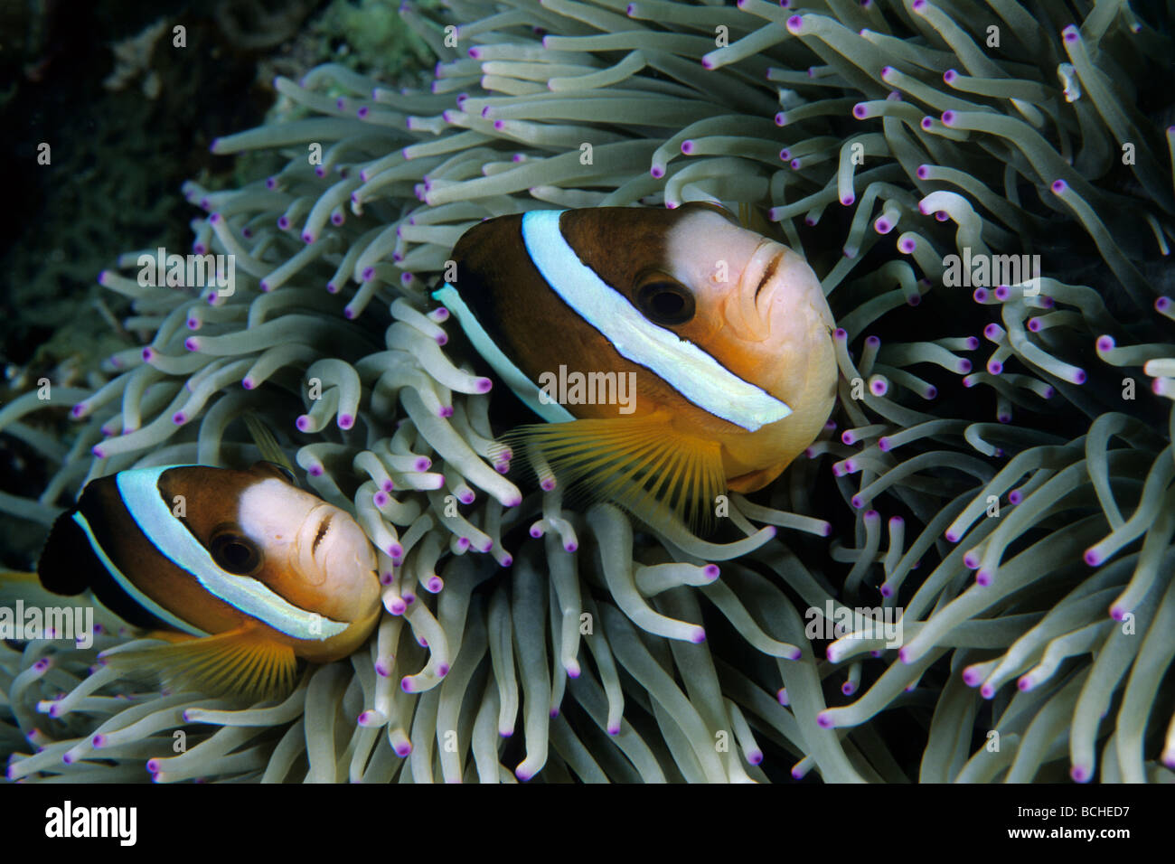 Paio di Clarks Anemonefish in anemone marittimo Amphiprion clarkii Wakatobi. Celebes Indo Pacific Indonesia Foto Stock