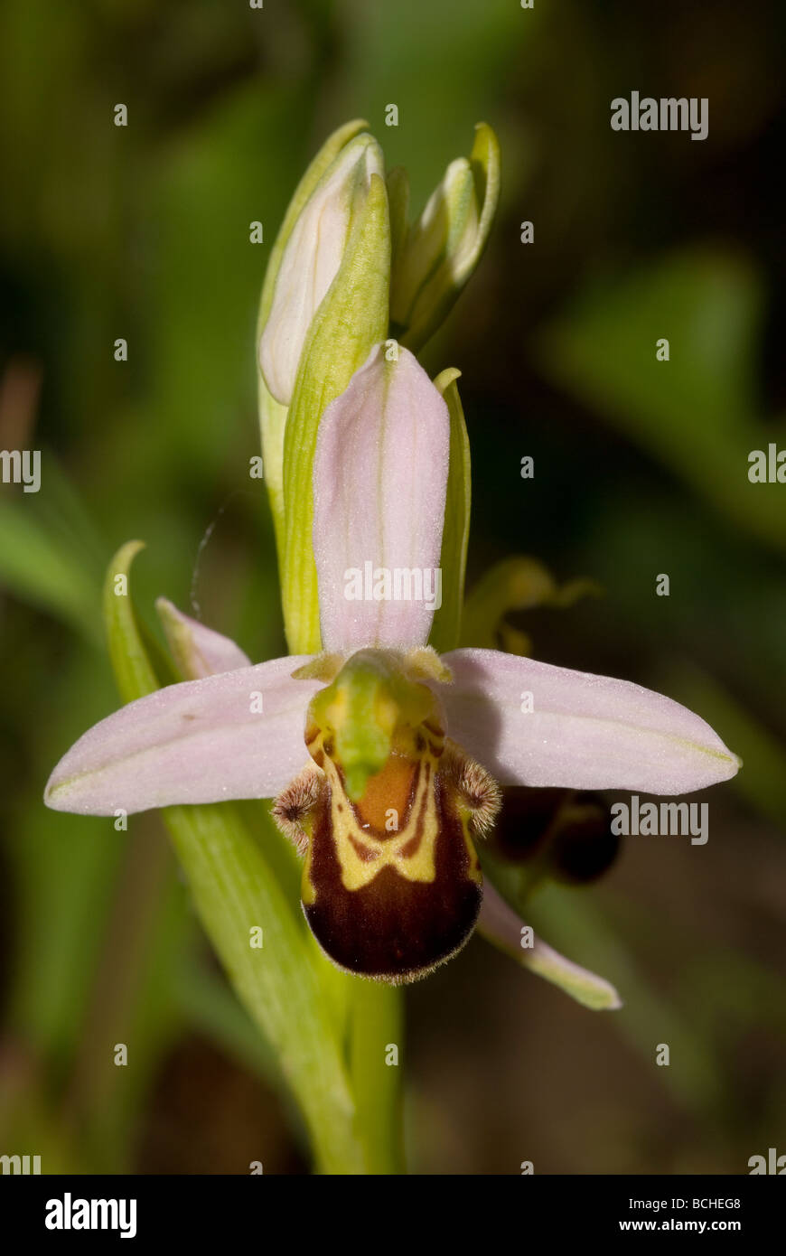 Bee orchid (Ophrys apifera) Foto Stock