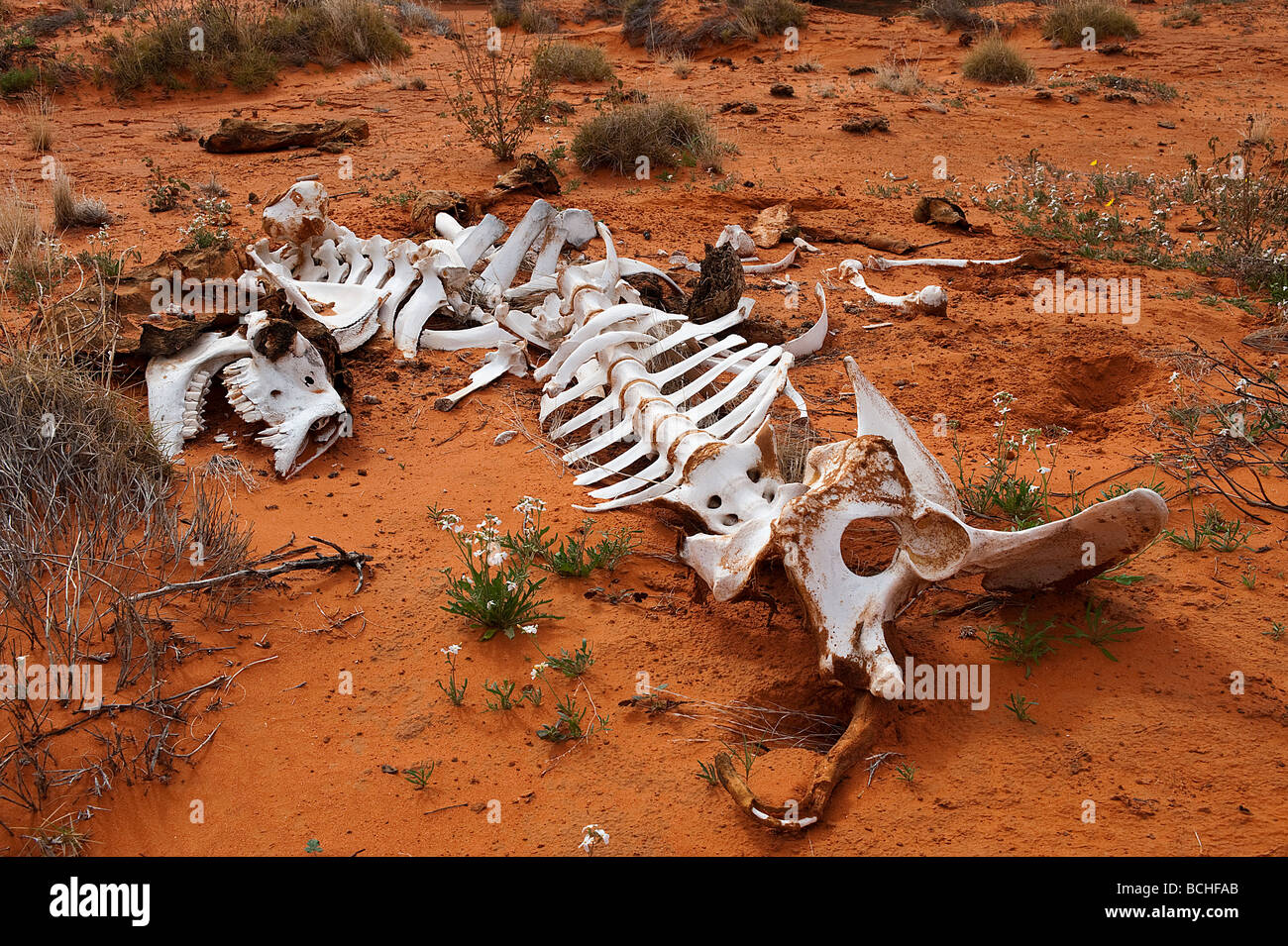 Lo scheletro di cammello nel deserto Foto Stock