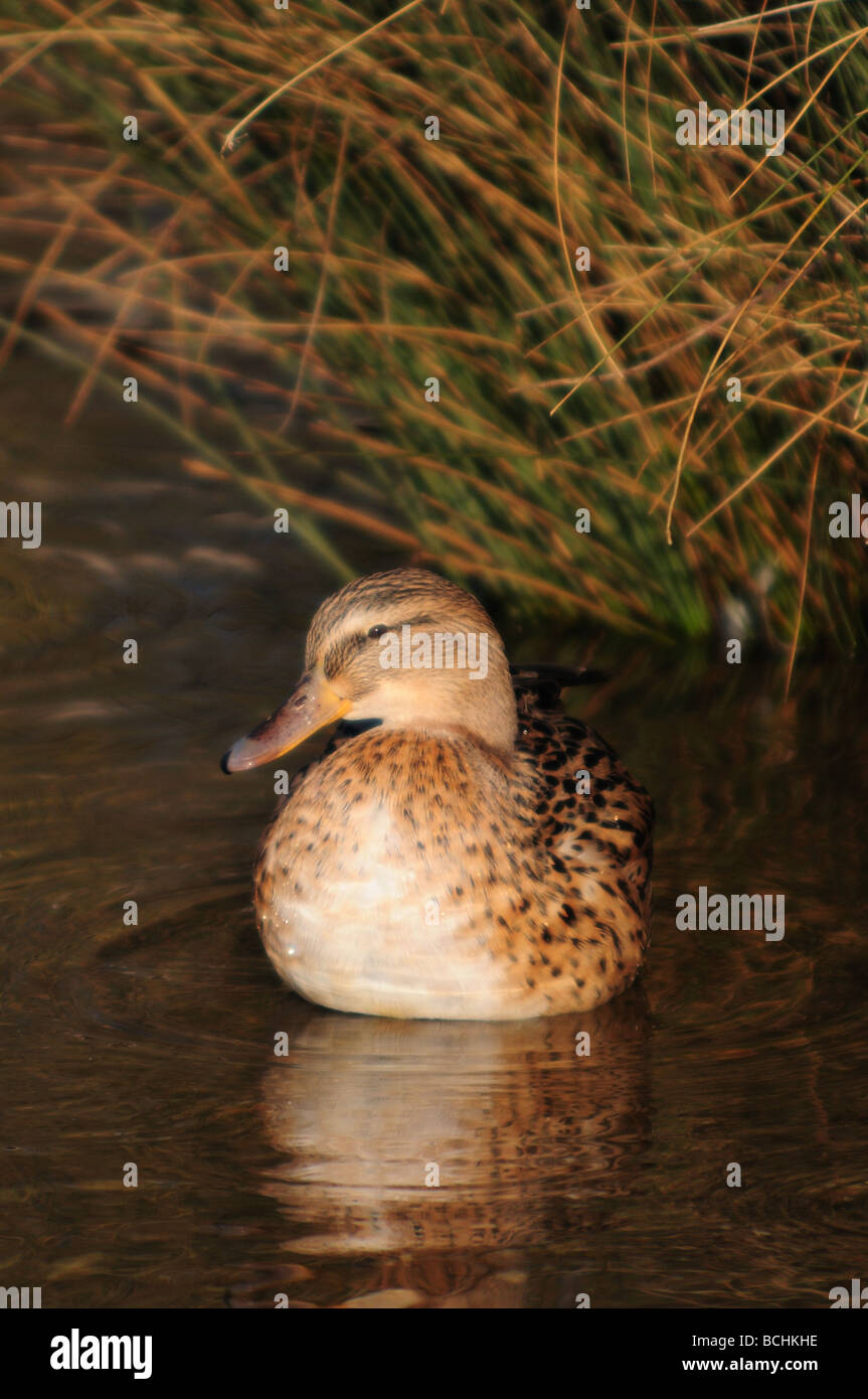 Femmina Mallard duck su stagno Foto Stock