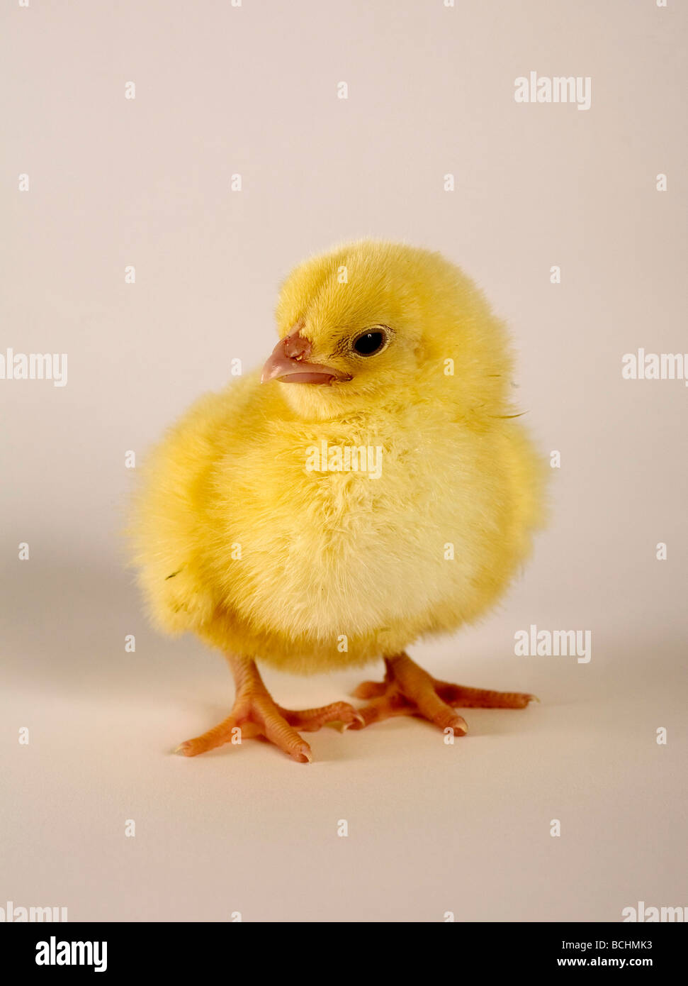 Pollo, Gallus gallus, baby Foto Stock