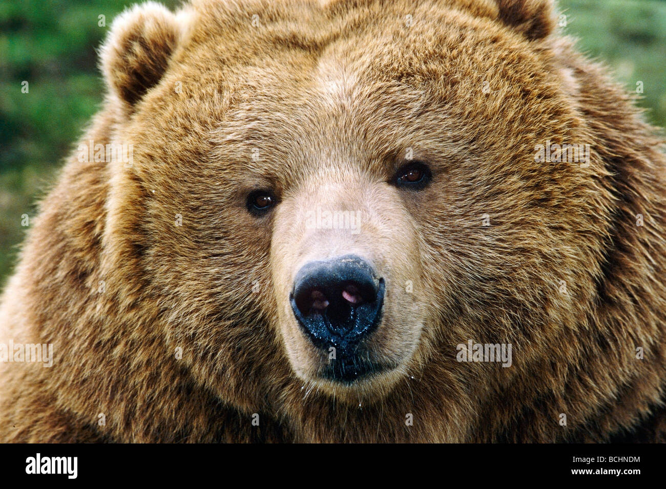Primo piano di Orso grizzly ritratto Foto Stock