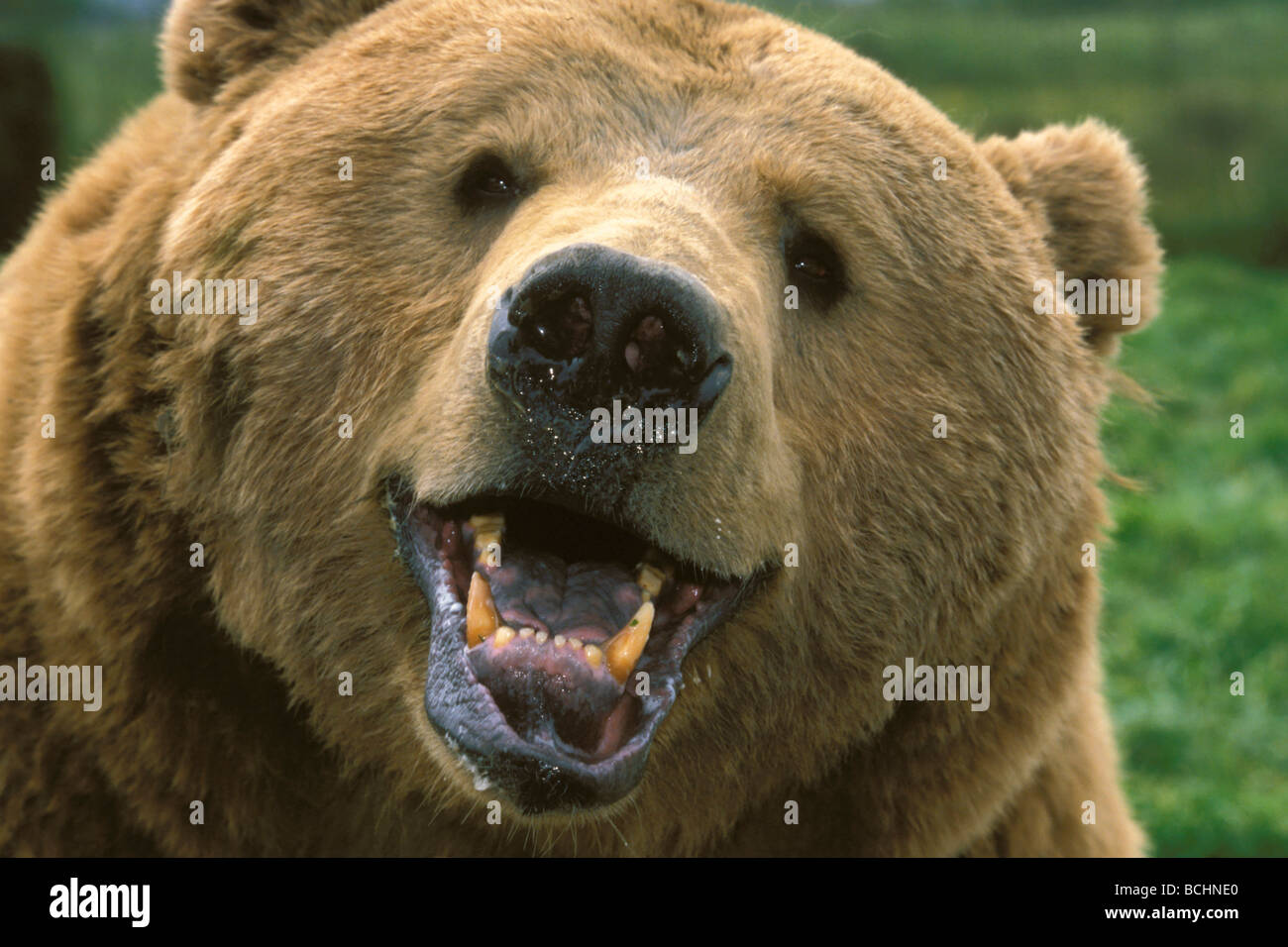 Ritratto di orso bruno Closeup di faccia captive Foto Stock