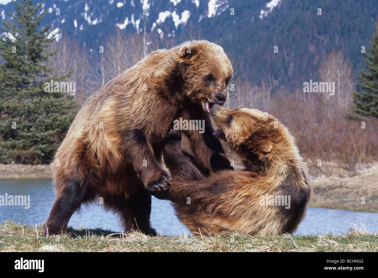 CAPTIVE: due orsi bruni giocare combattimenti alla Alaska Wildlife Conservation Centre durante la primavera in Alaska centromeridionale captive Foto Stock
