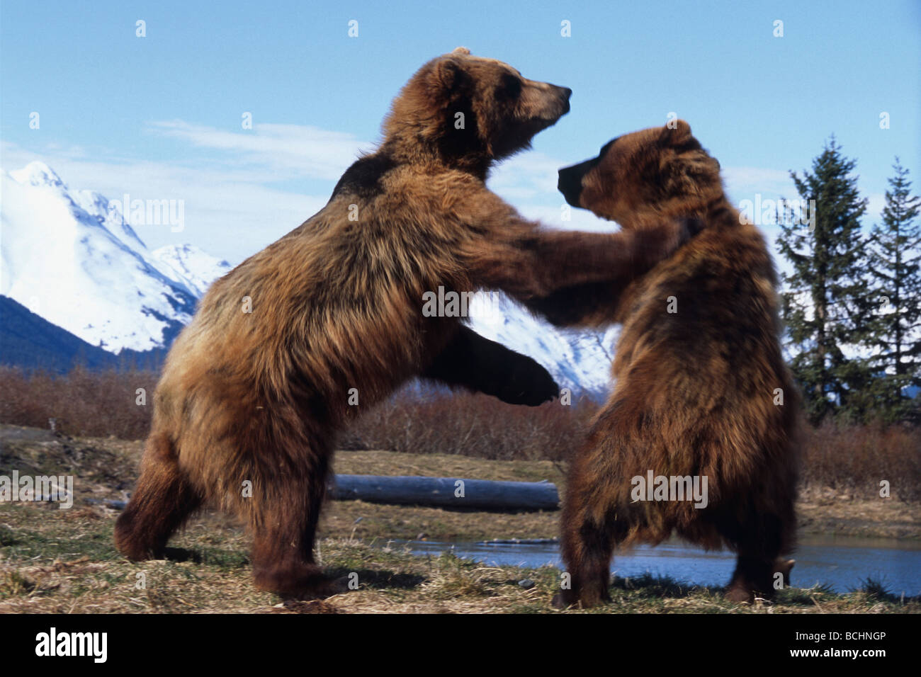 CAPTIVE: due orsi bruni giocare combattimenti alla Alaska Wildlife Conservation Centre durante la primavera in Alaska centromeridionale captive Foto Stock