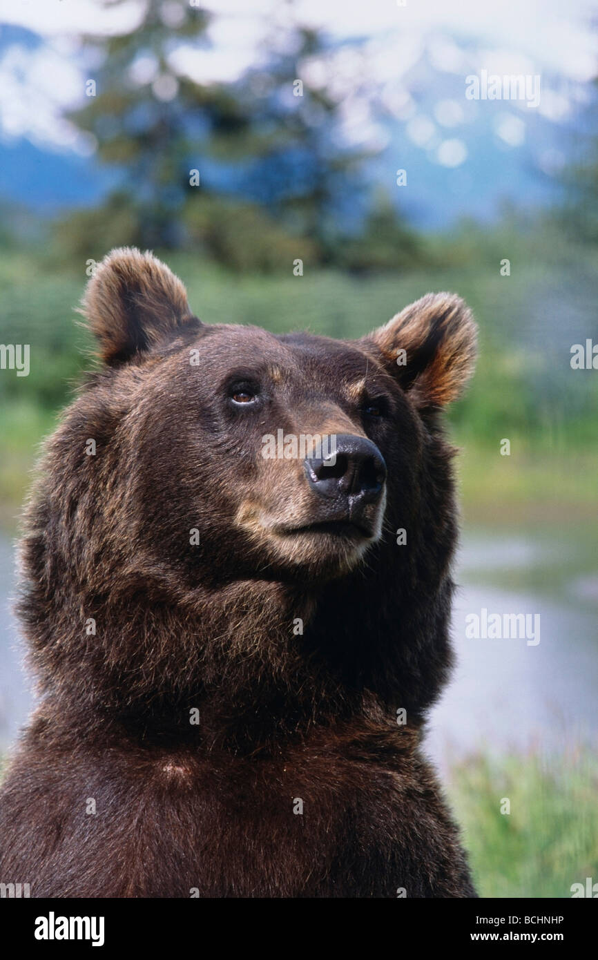 CAPTIVE: Close up di un orso bruno in Alaska Wildlife Conservation Centre, Alaska captive Foto Stock