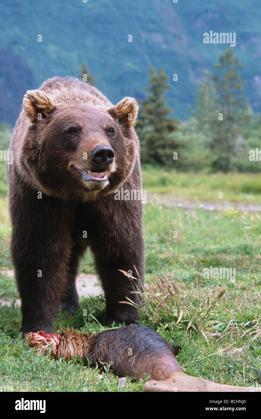 CAPTIVE: orso bruno mangiare un morto alci in Alaska Wildlife Conservation Centre, Alaska captive Foto Stock