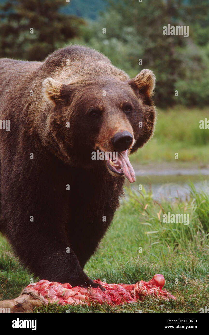 CAPTIVE: orso bruno mangiare un morto alci in Alaska Wildlife Conservation Centre, Alaska captive Foto Stock