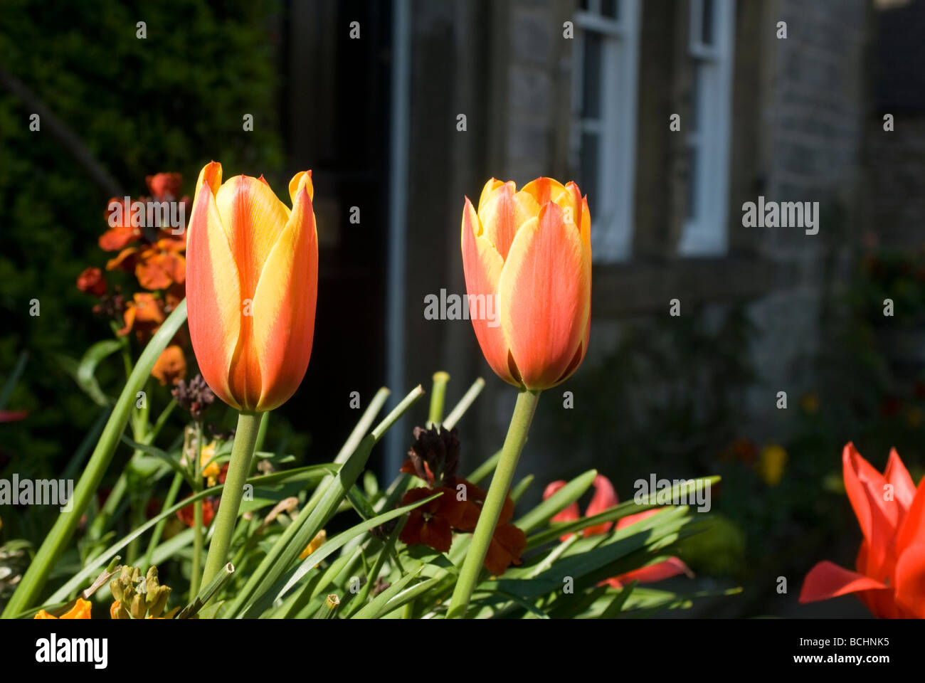 Rosso e giallo listati i tulipani in primavera Foto Stock