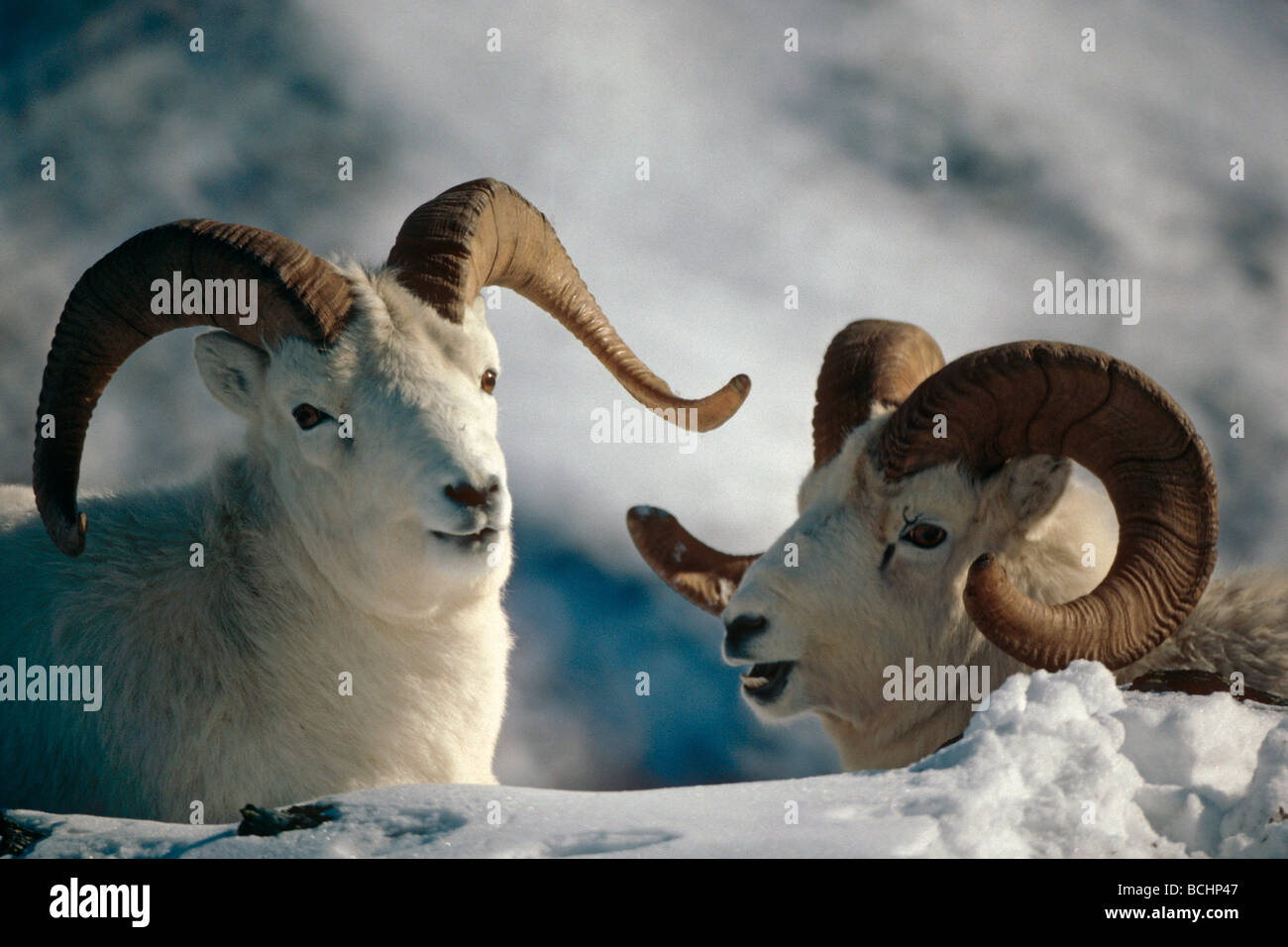 Dall pecore arieti sulla cresta del Parco Nazionale di Denali in Alaska inverno Foto Stock