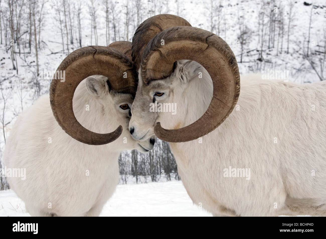 Close up di maschio Dall pecore che esibisce un comportamento dominante, Yukon Territory, Canada durante il periodo invernale Foto Stock