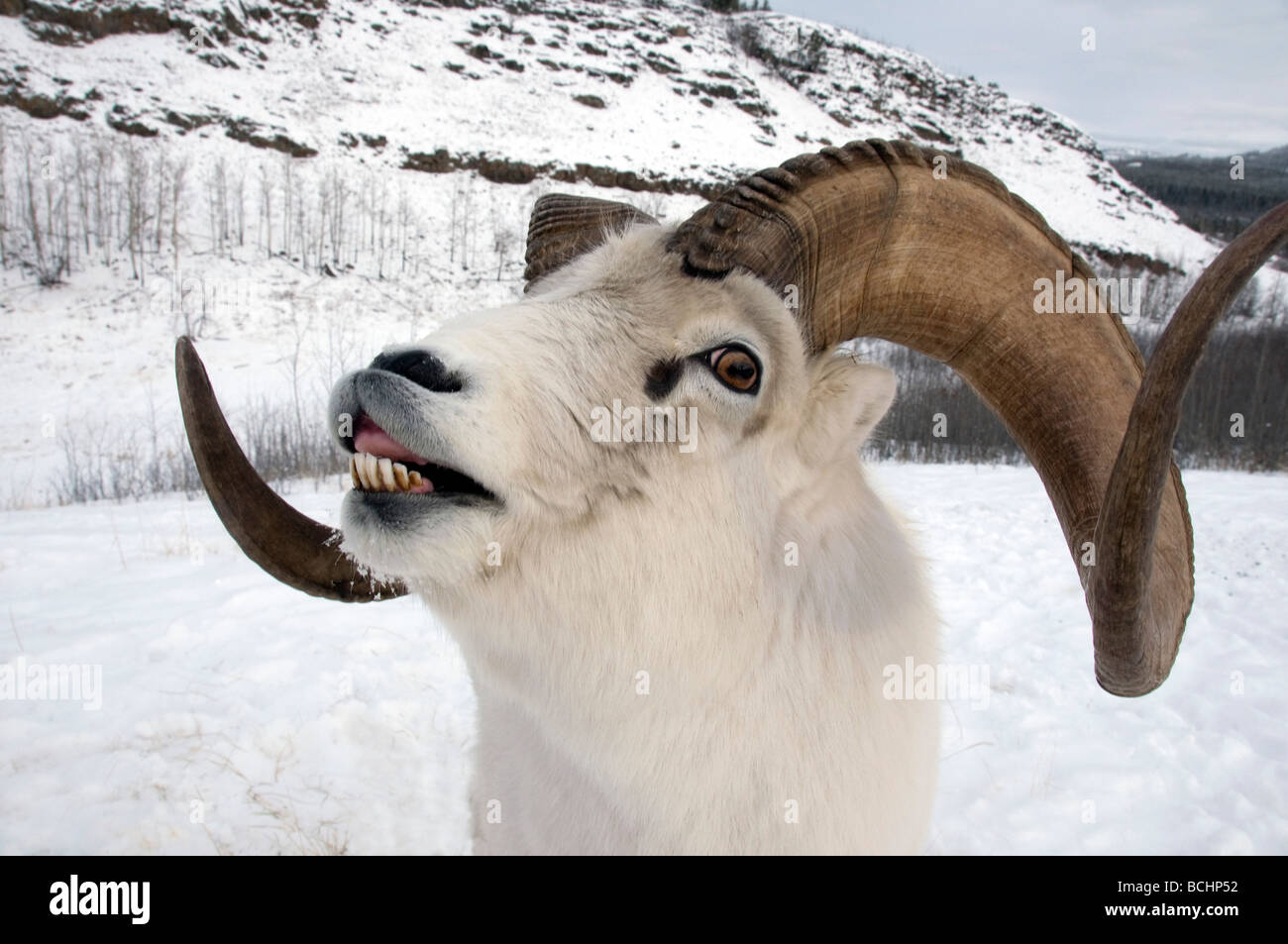 Close up di maschio Dall pecore Yukon Territory, Canada durante il periodo invernale Foto Stock