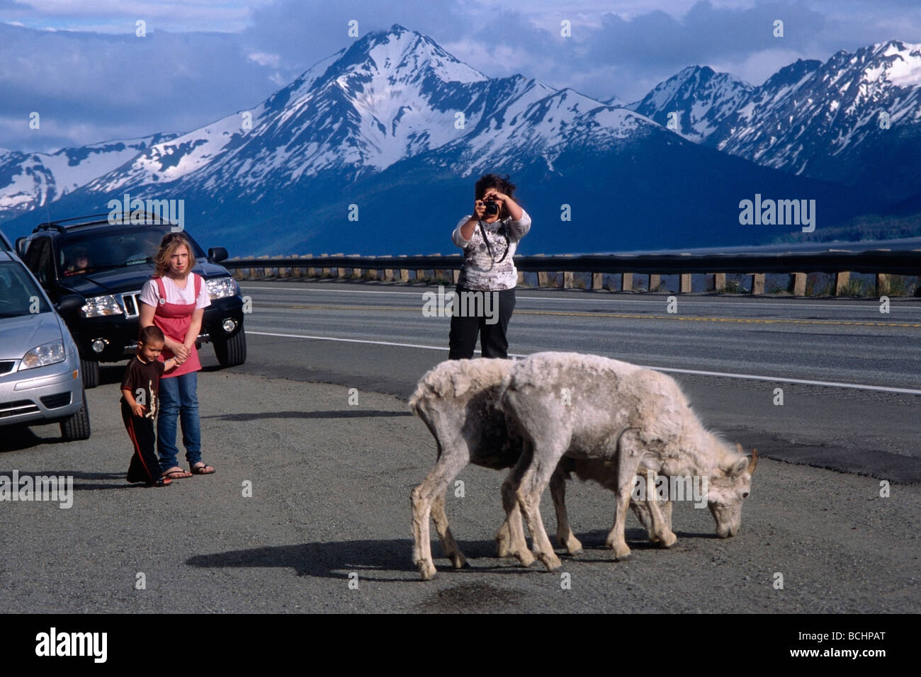I turisti fotografare due dallâ pecore lungo Seward Highway e braccio Turnagain durante l inizio di estate in Alaska centromeridionale. Foto Stock