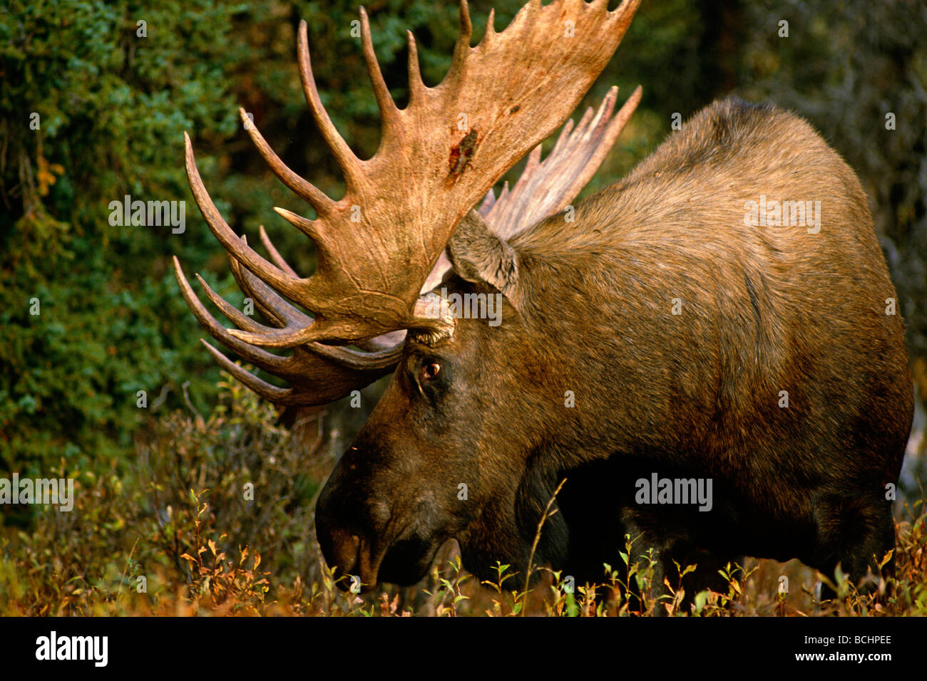 Profilo di Bull alci in scrub spazzola in Alaska caduta Foto Stock