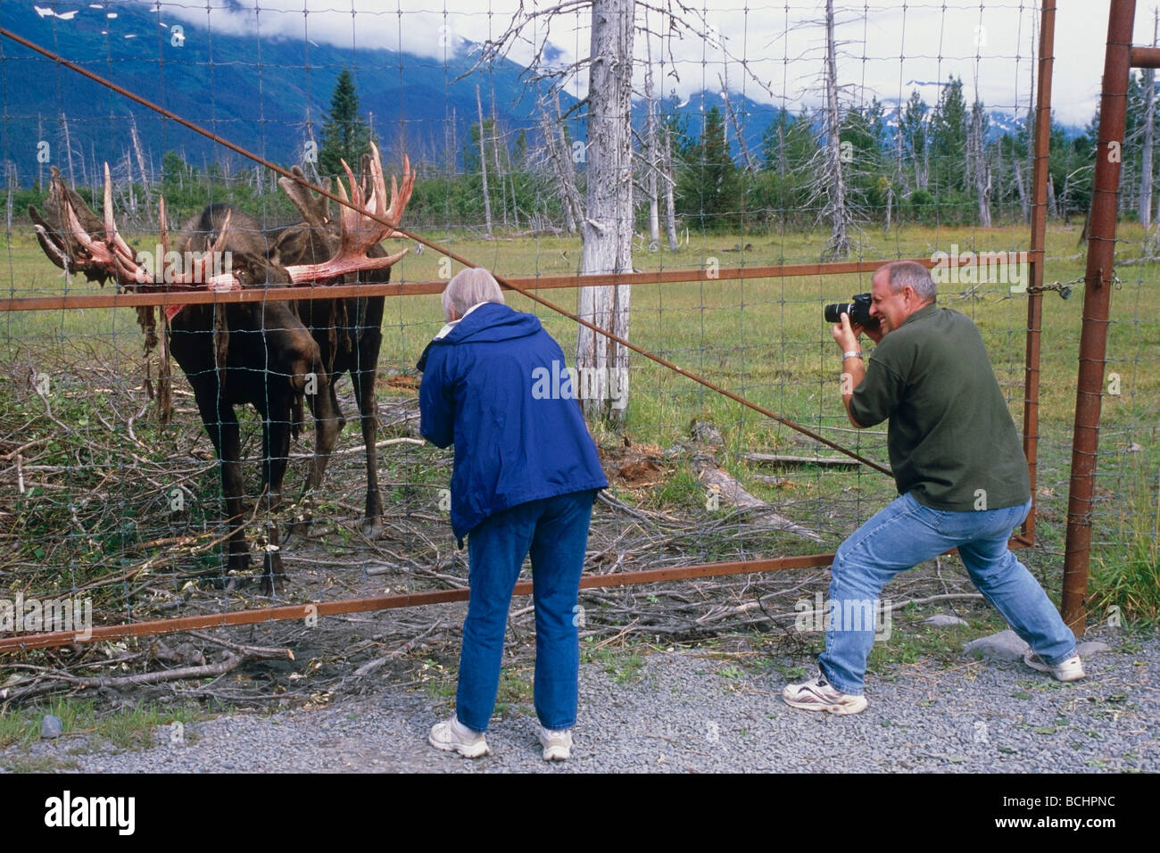 I visitatori dell'Alaska Wildlife Conservation Centre fotografare un toro di alci. Estate in Alaska centromeridionale. Foto Stock