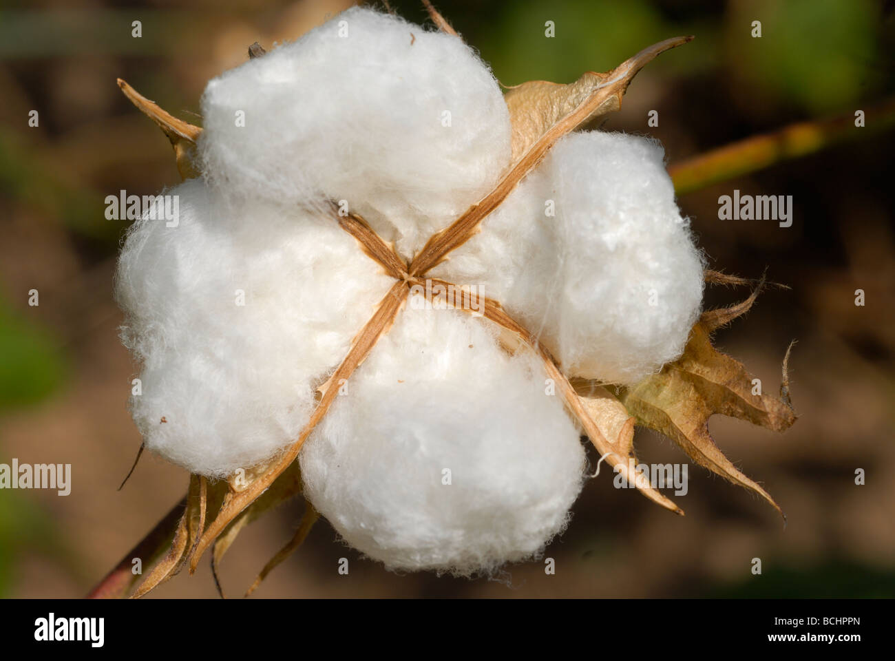 West-africa, Mali, Bio Fairtrade cotton , pianta di cotone , maturano boll formazione con fibra bianca Foto Stock