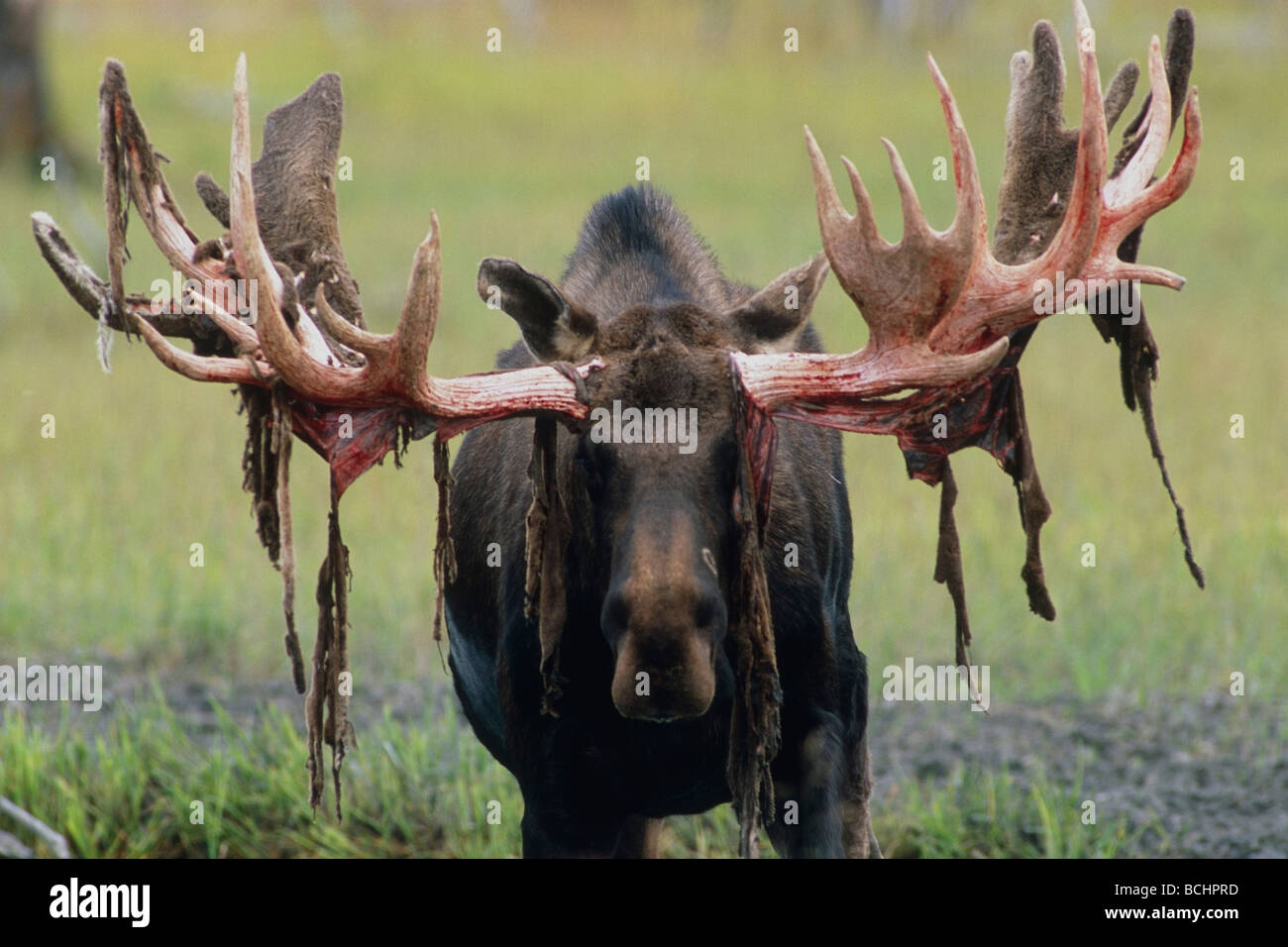 CAPTIVE: Bull moose versando il velluto in Alaska Wildlife Conservation Centre durante l estate in Alaska centromeridionale captive Foto Stock