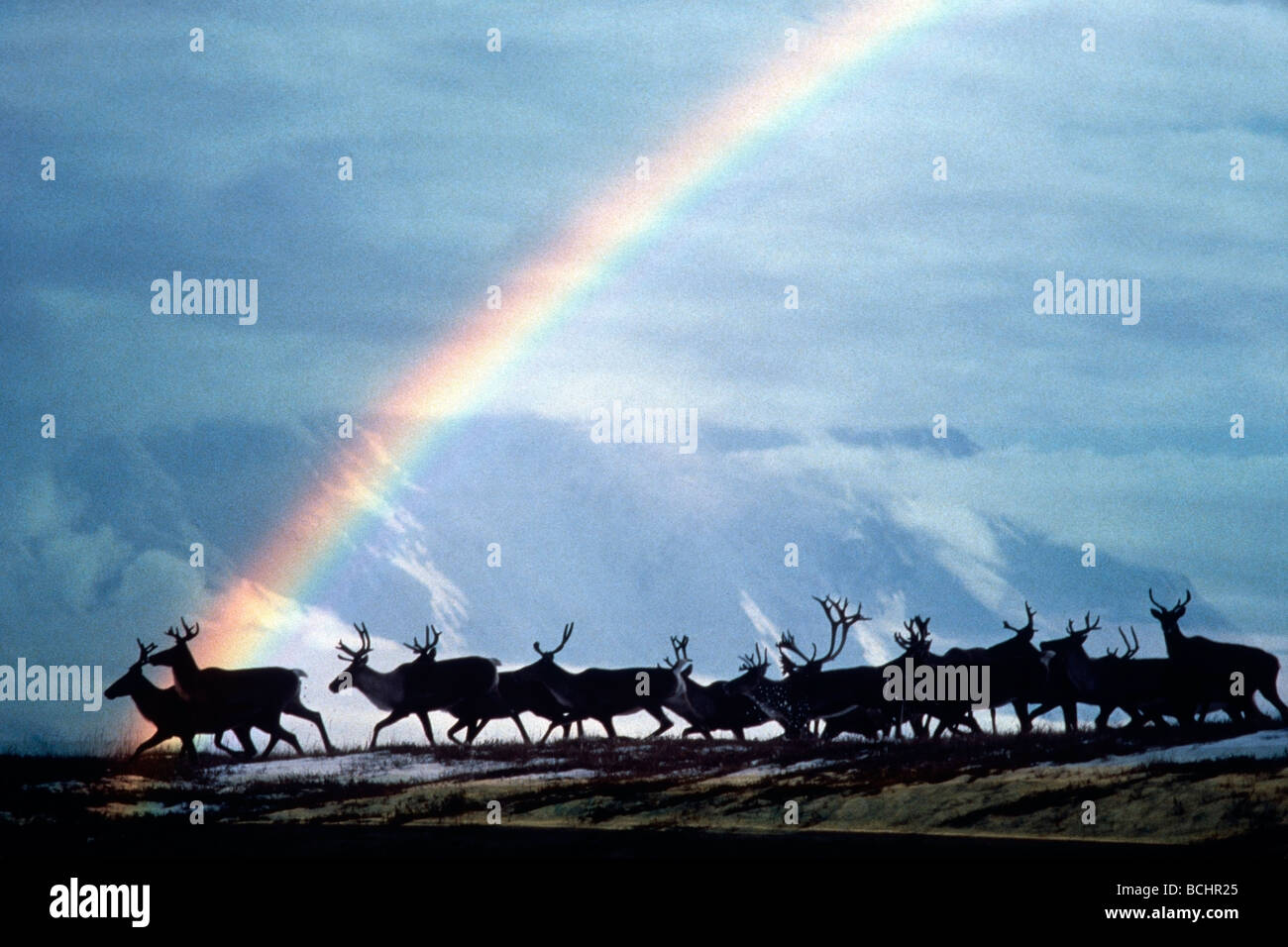 Caribou herd rainbow Denali Natl Park interno molla Alaska scenic composite Foto Stock