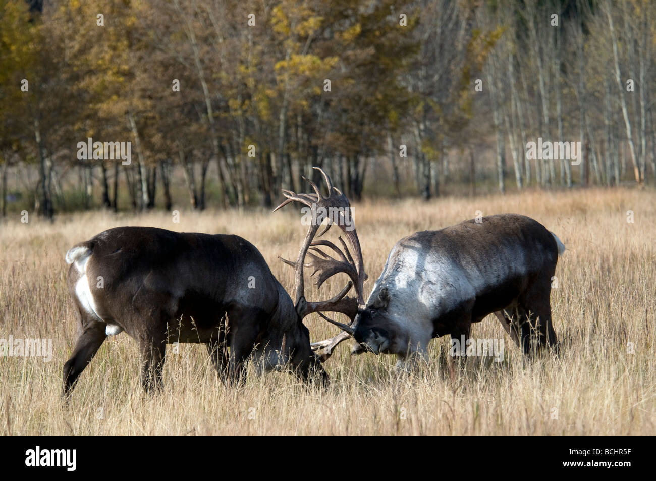 Due bull terreno boscoso dei caribù sfidarsi durante la stagione di rut nel territorio dello Yukon, Canada Foto Stock