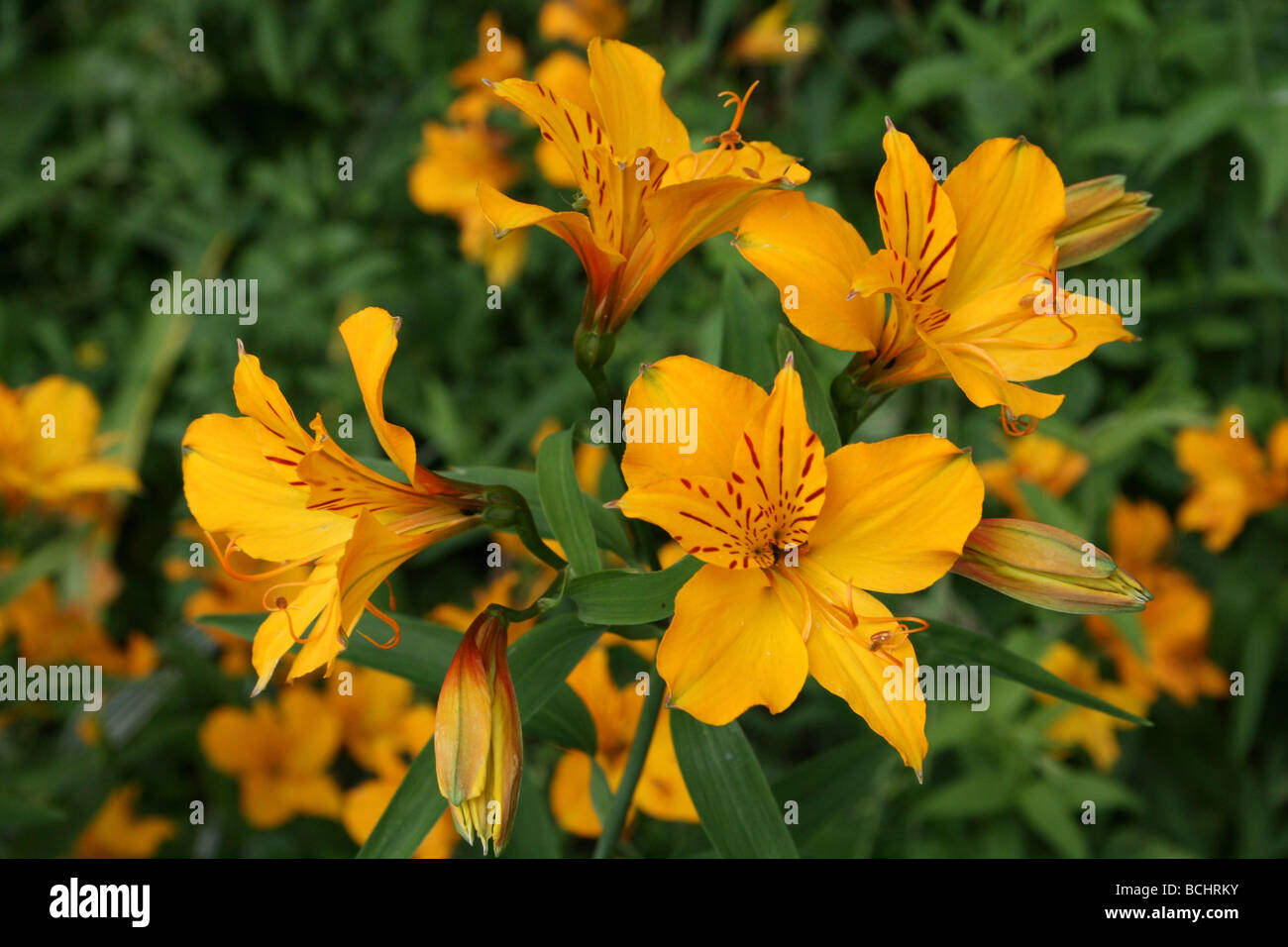 Giglio peruviano o Giglio degli Incas Alstroemeria aurea presi in Calderstones Park, Liverpool, Regno Unito Foto Stock