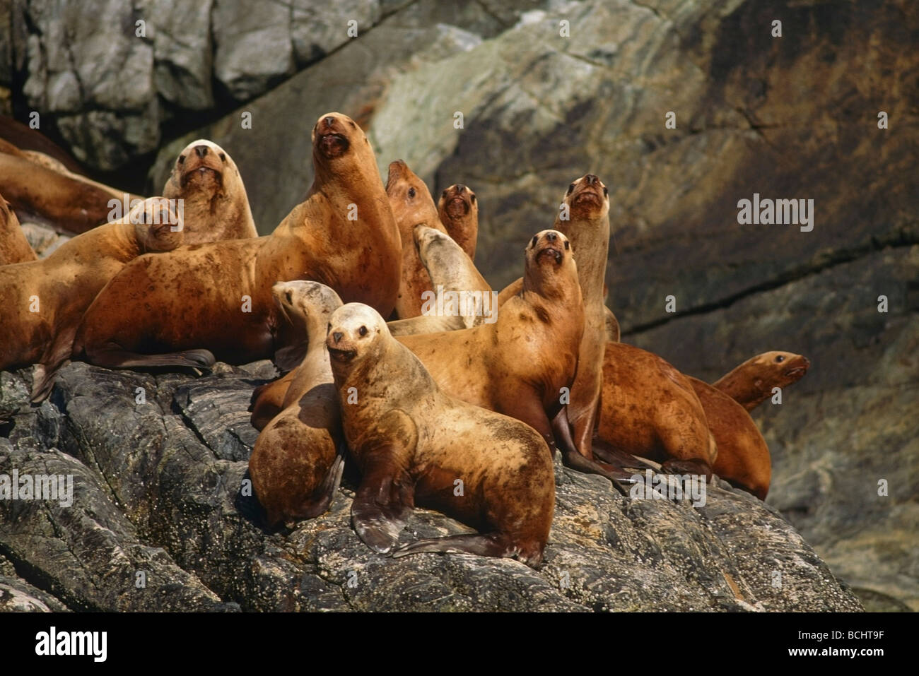 Stellar leoni di mare seduti sulle rocce Cross suono SE AK estate ritratto Foto Stock