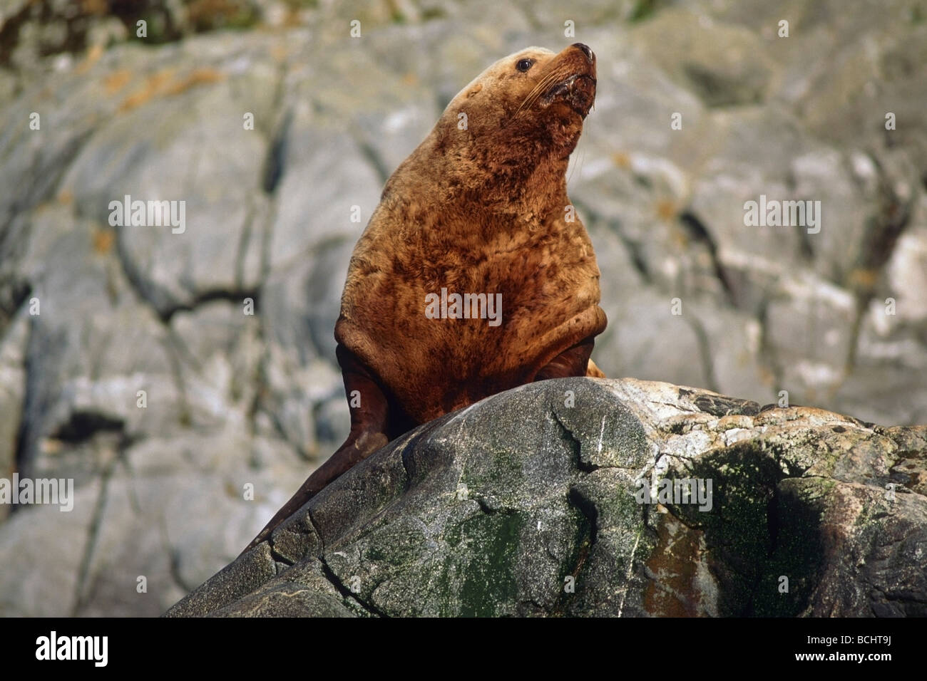 Stellar Sea Lion seduti sulla croce rock Suono SE AK estate ritratto Foto Stock