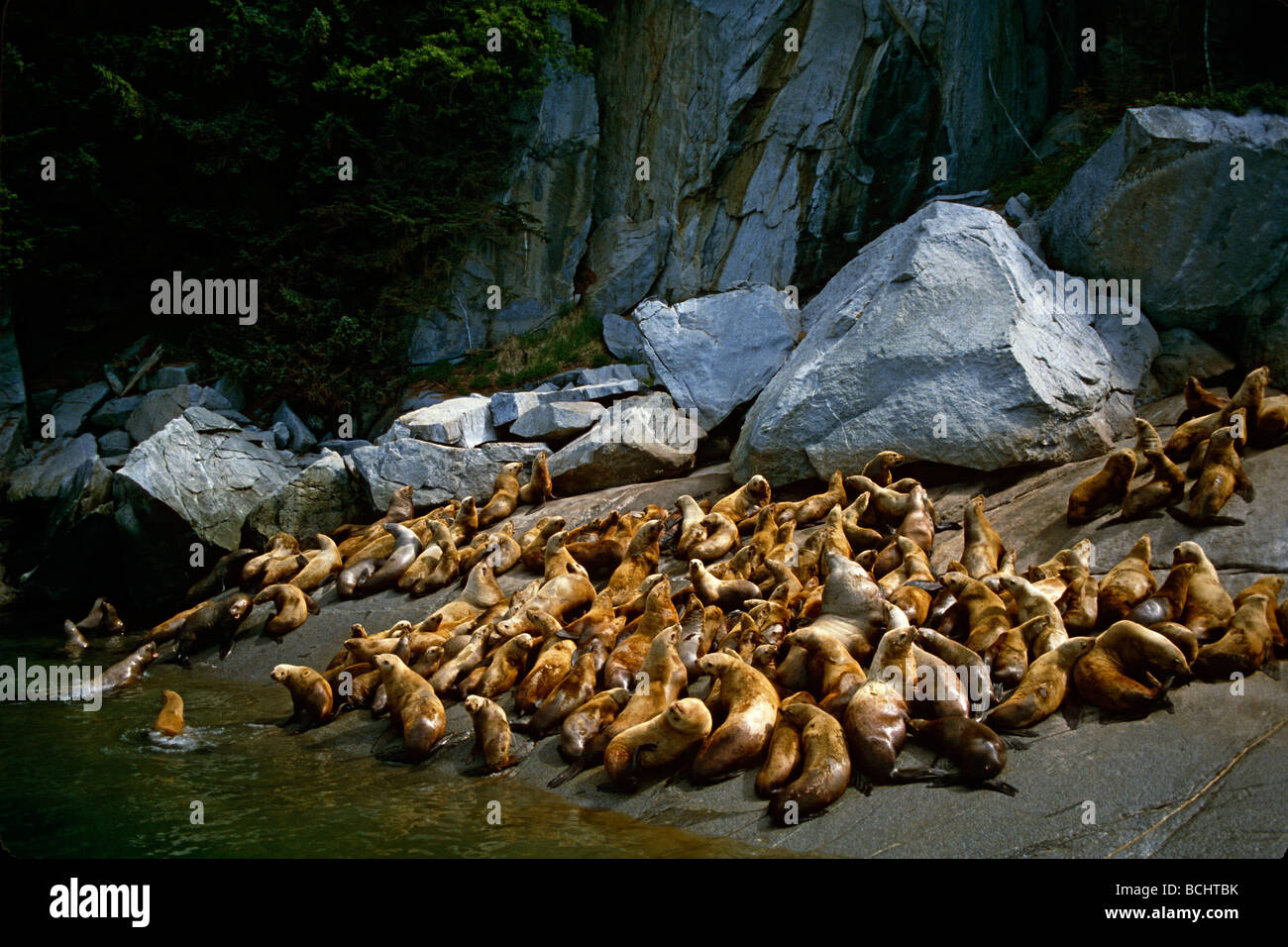 Steller leoni marini su Haulout KP Alaska estate Foto Stock