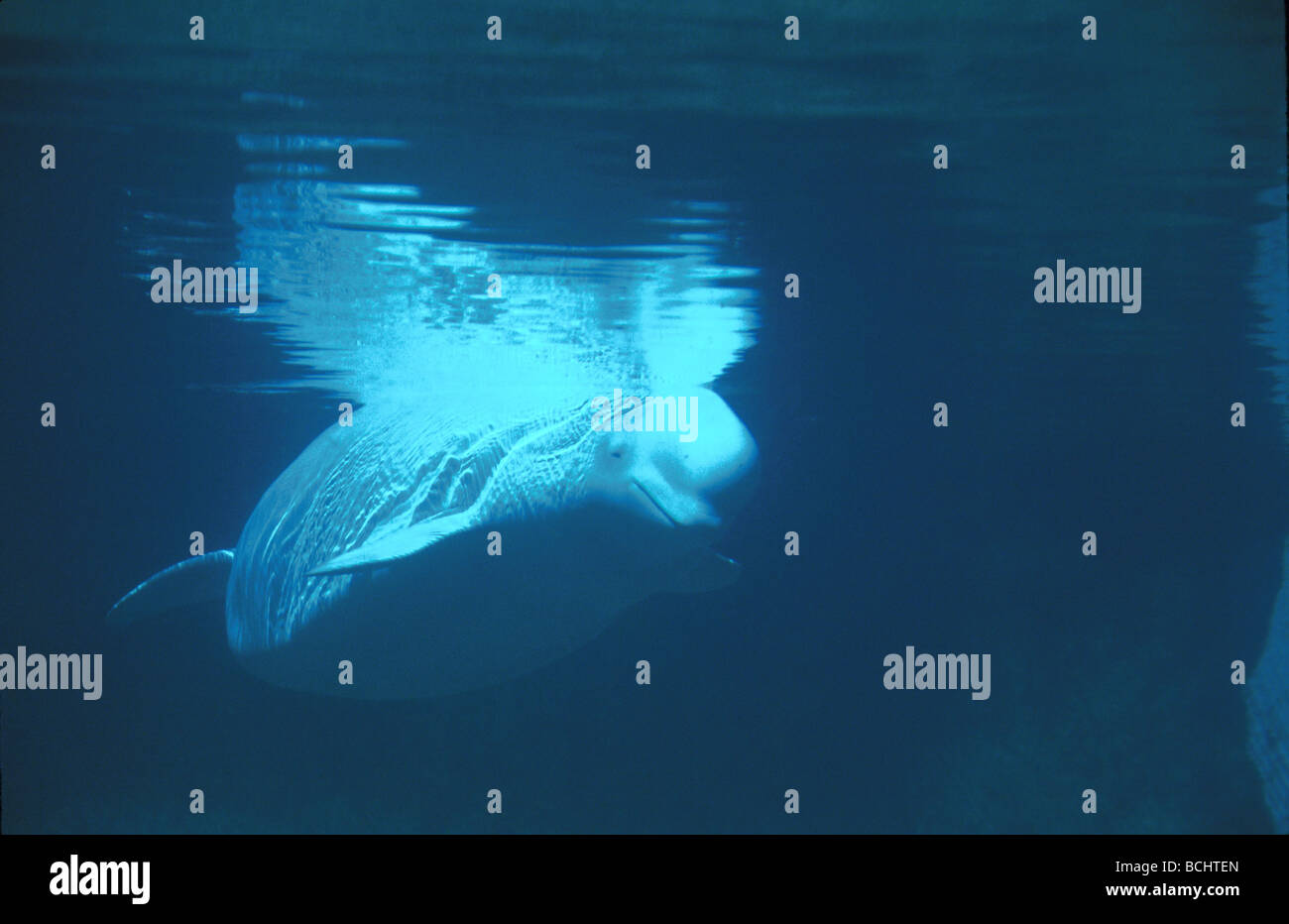 Il Beluga Whale nuoto sott'acqua Foto Stock