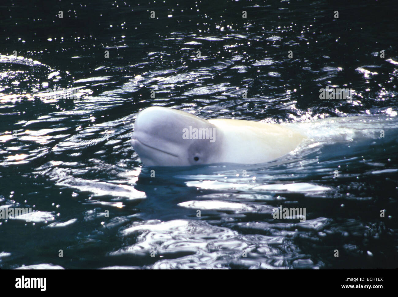 Il Beluga Whale nuotare sulla superficie dell'acqua Captive/nRussian Aquarium Foto Stock