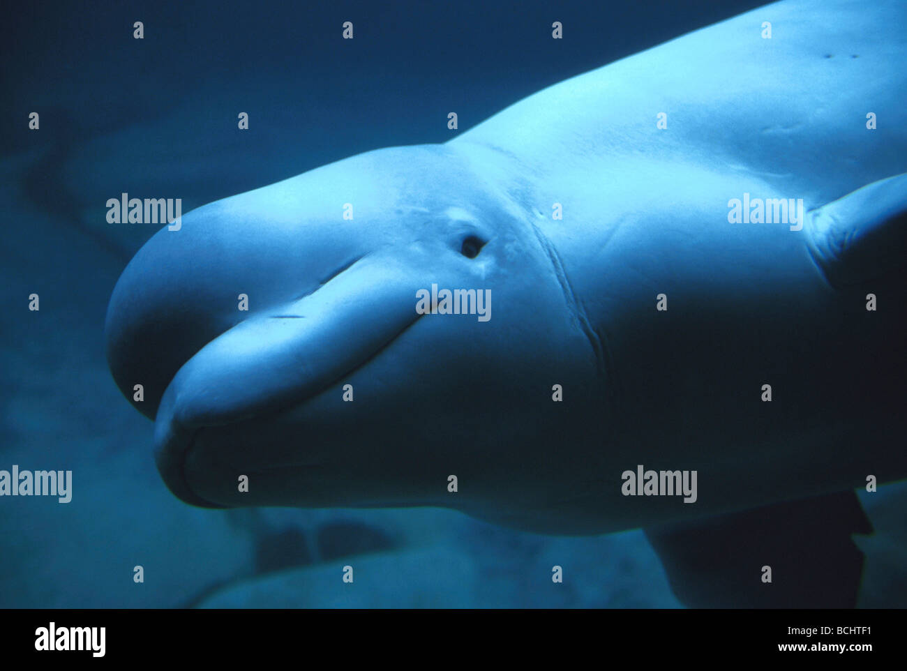 Il Beluga Whale nuoto sott'acqua/nTacoma Point Defiance Zoo. Foto Stock