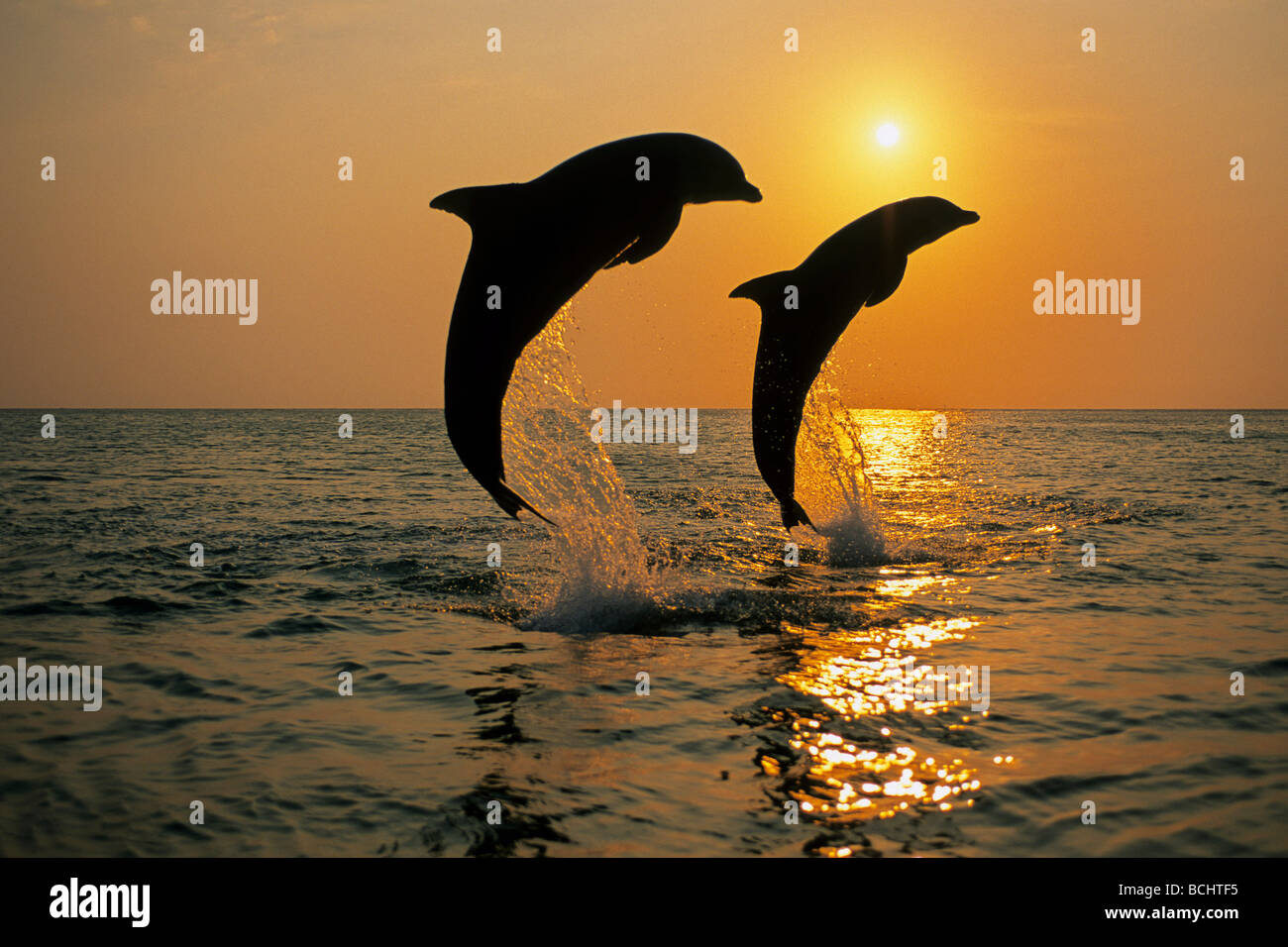 Coppia di naso di bottiglia delfini Jumping @ Tramonto Roatan Honduras retroilluminato estate Foto Stock