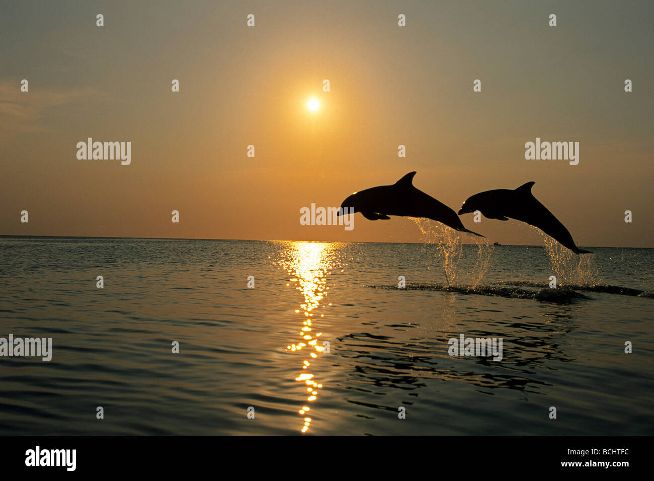 Coppia di naso di bottiglia delfini Jumping @ Tramonto Roatan Honduras retroilluminato estate Foto Stock