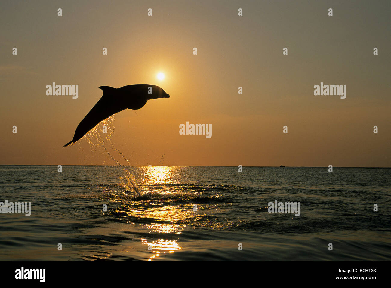Naso di Bottiglia Dolphin Jumping @ Tramonto Roatan Honduras Estate Silhouette retroilluminato Foto Stock