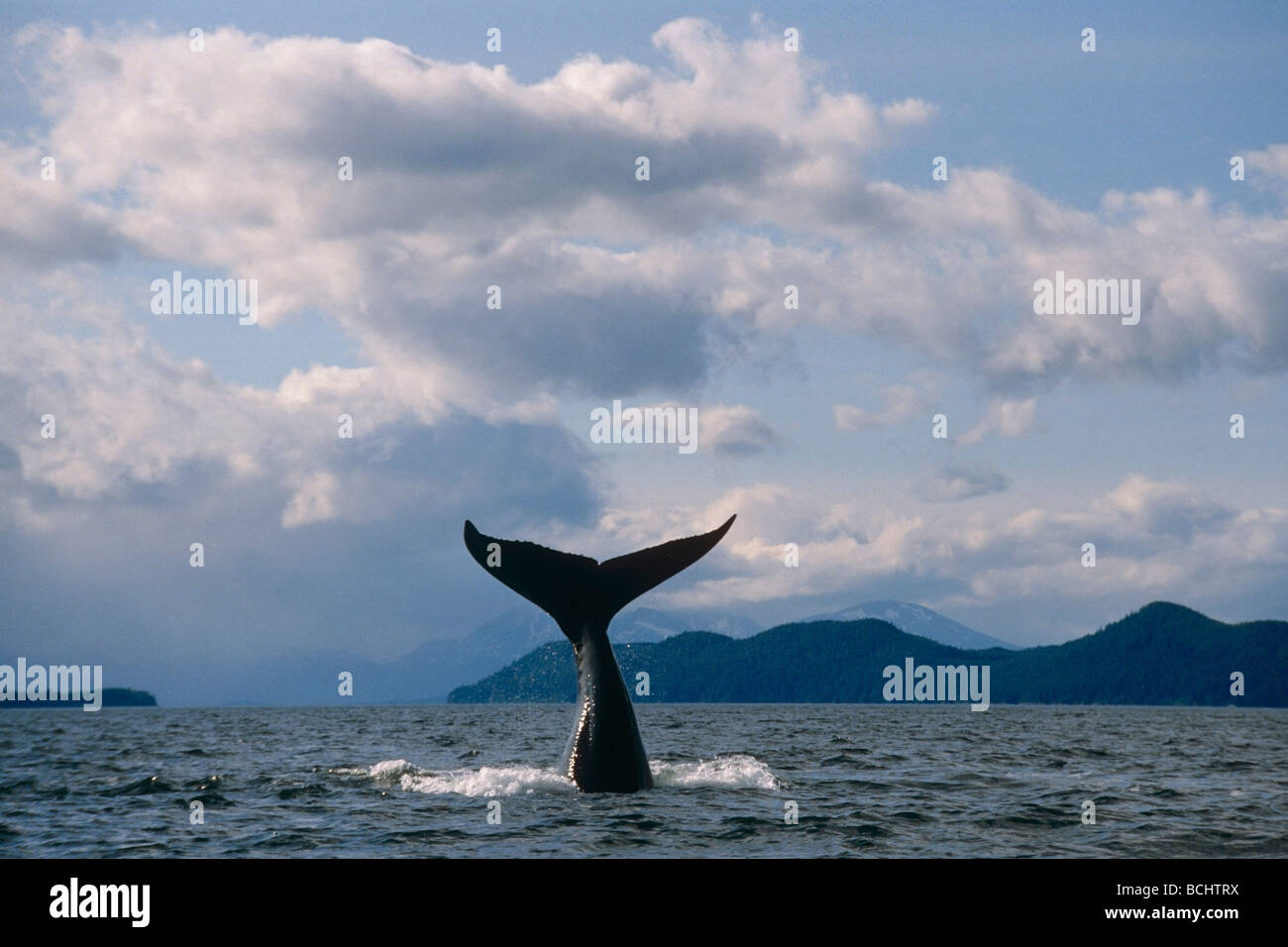 Humpback Whale tail solleva fuori dall'acqua. Al largo della costa vicino a Juneau in Alaska sudorientale. Foto Stock