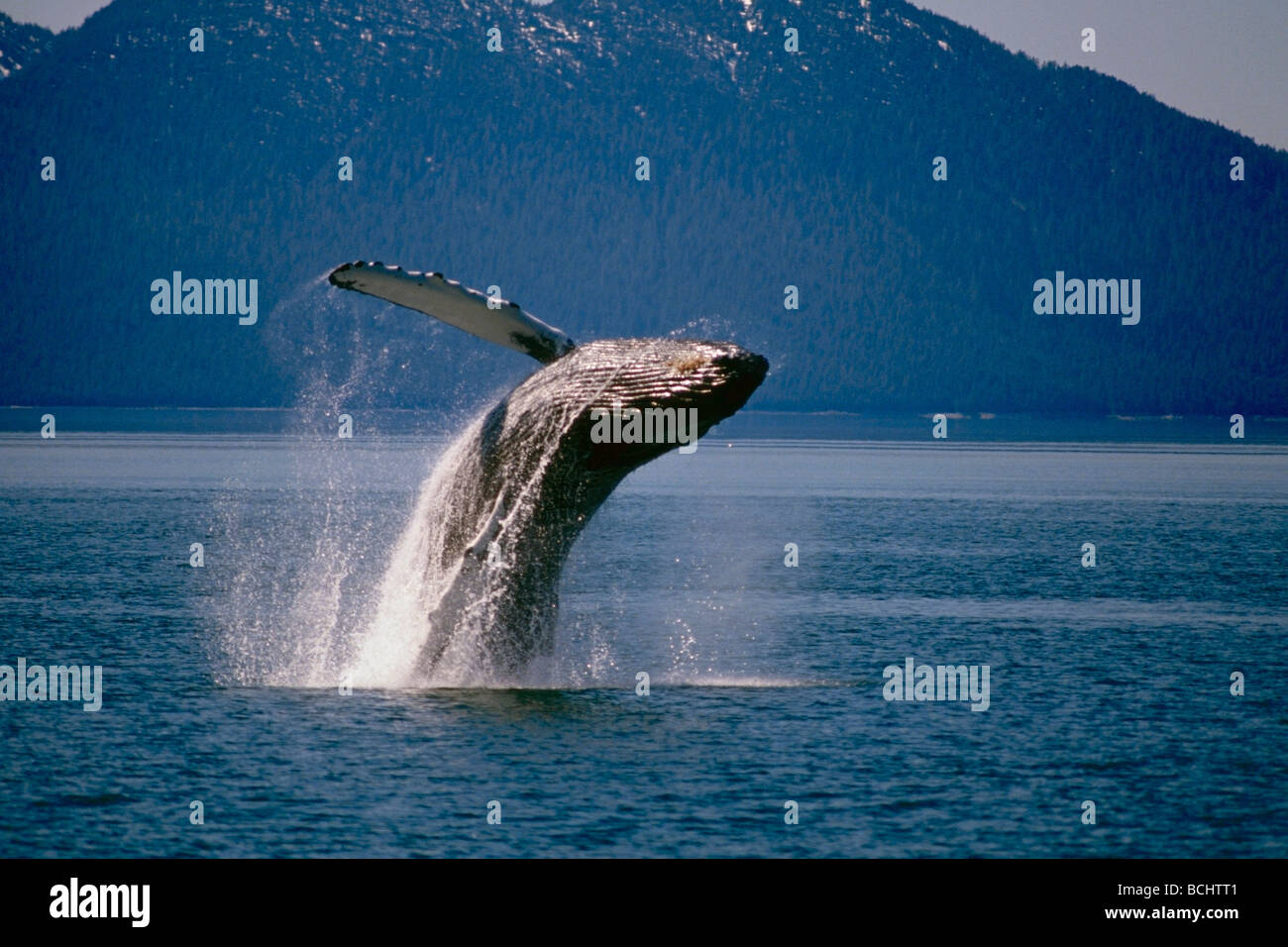 Humpback Whale violare off di Pt. Adolphus, vicino all'ingresso al Parco Nazionale di Glacier Bay nel sud-est dell Alaska. Foto Stock