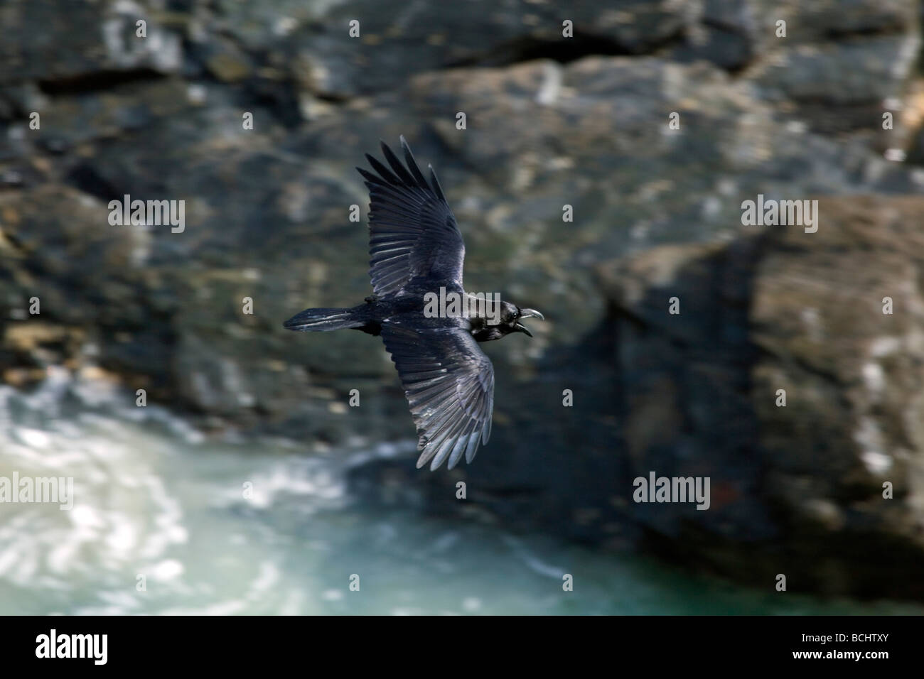 Corvo imperiale Corvus corax Cornovaglia Foto Stock