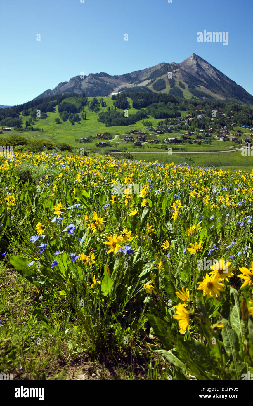 Vista dalla montagna Snodgrass di un pascolo pieno di fiori selvatici mulo orecchie e lino blu nei pressi del Monte Crested Butte Colorado USA Foto Stock