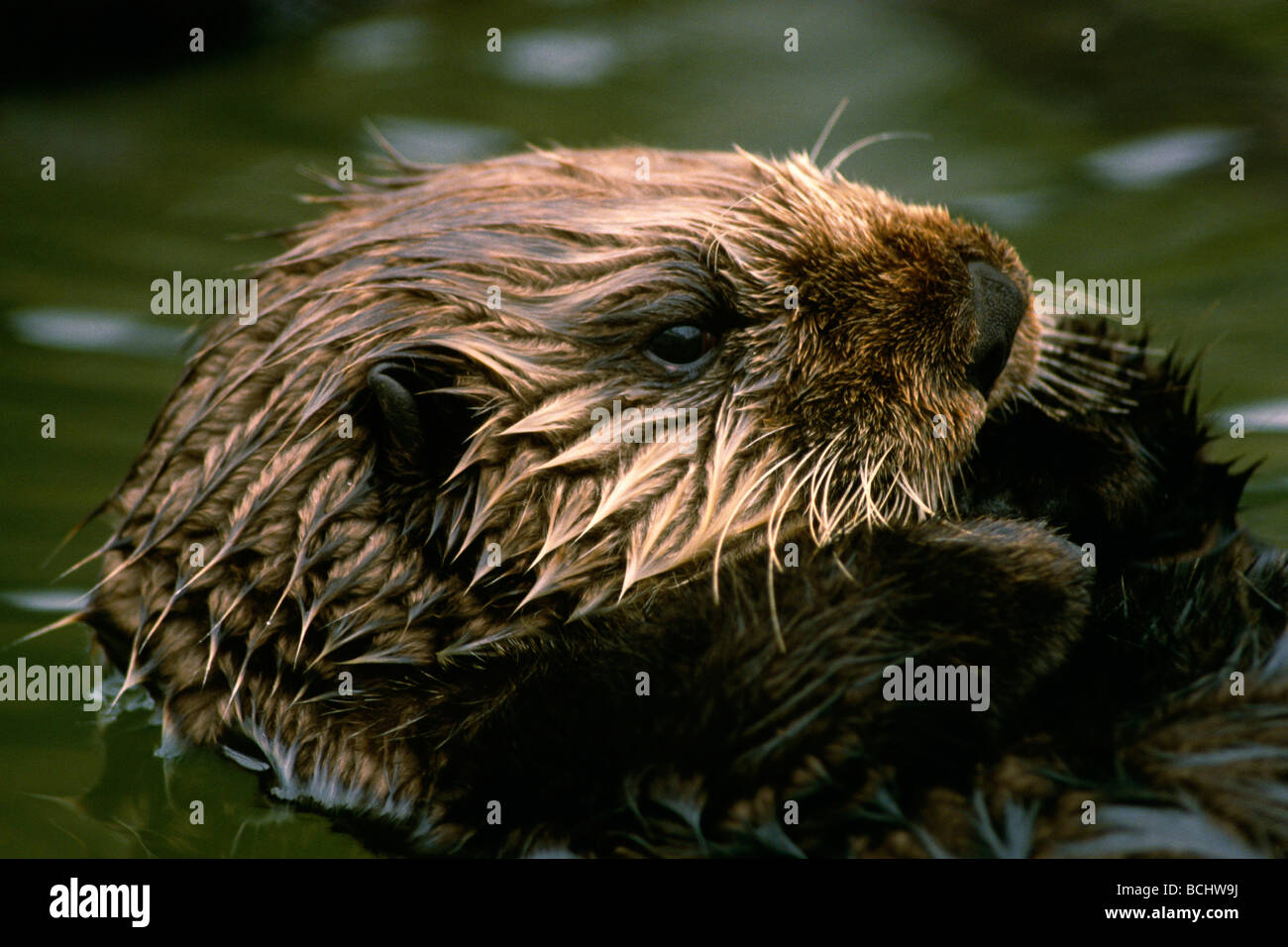 Close up ritratto di Sea Otter Alaska estate Foto Stock