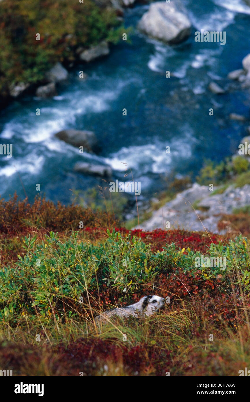 La marmotta avviso sorge su una collina che si affaccia su un fiume nel Parco Nazionale di Denali durante l'autunno in Interior Alaska. Foto Stock
