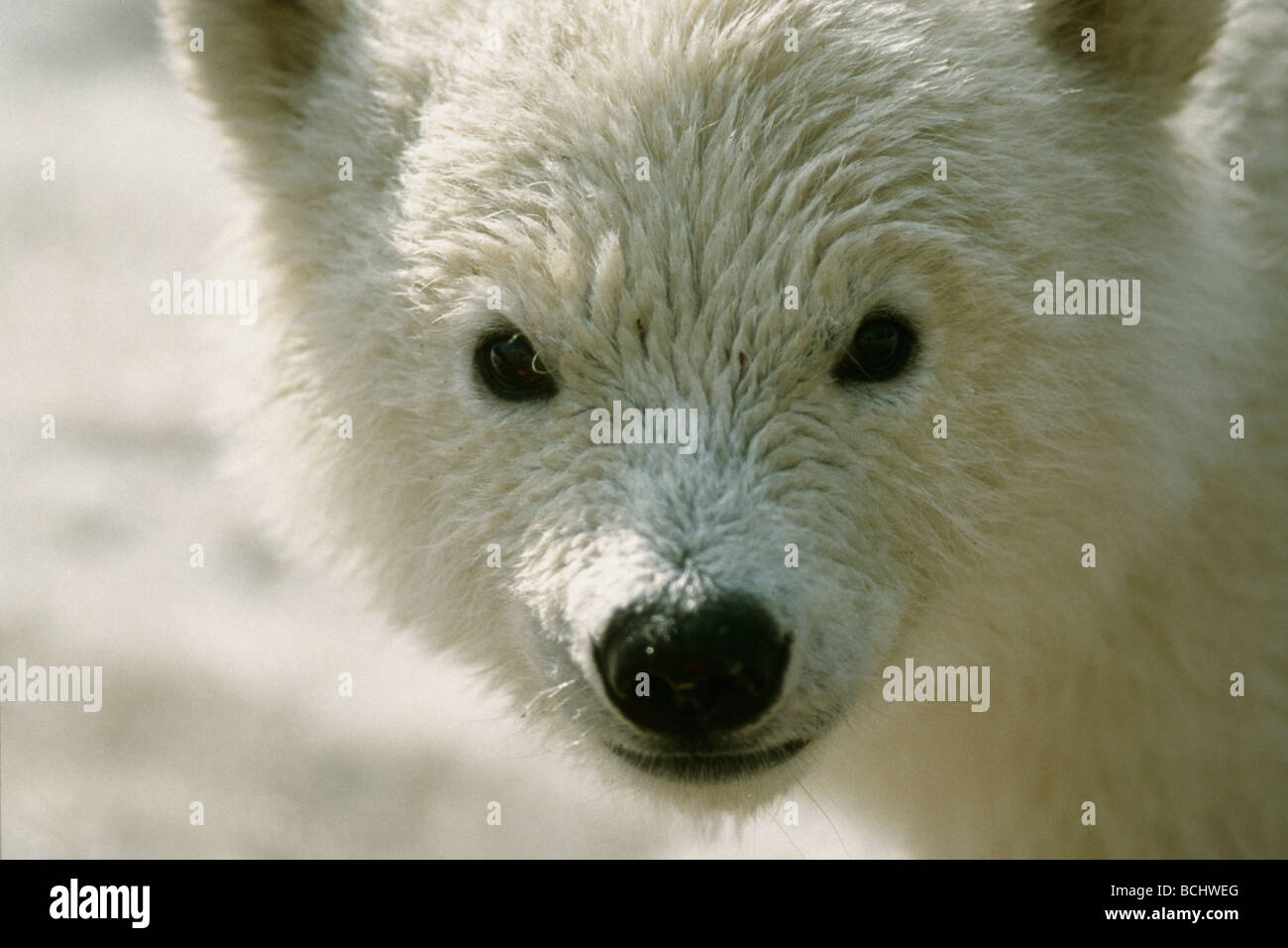 Close up ritratto di Polar Bear Cub AK Inverno captive Foto Stock