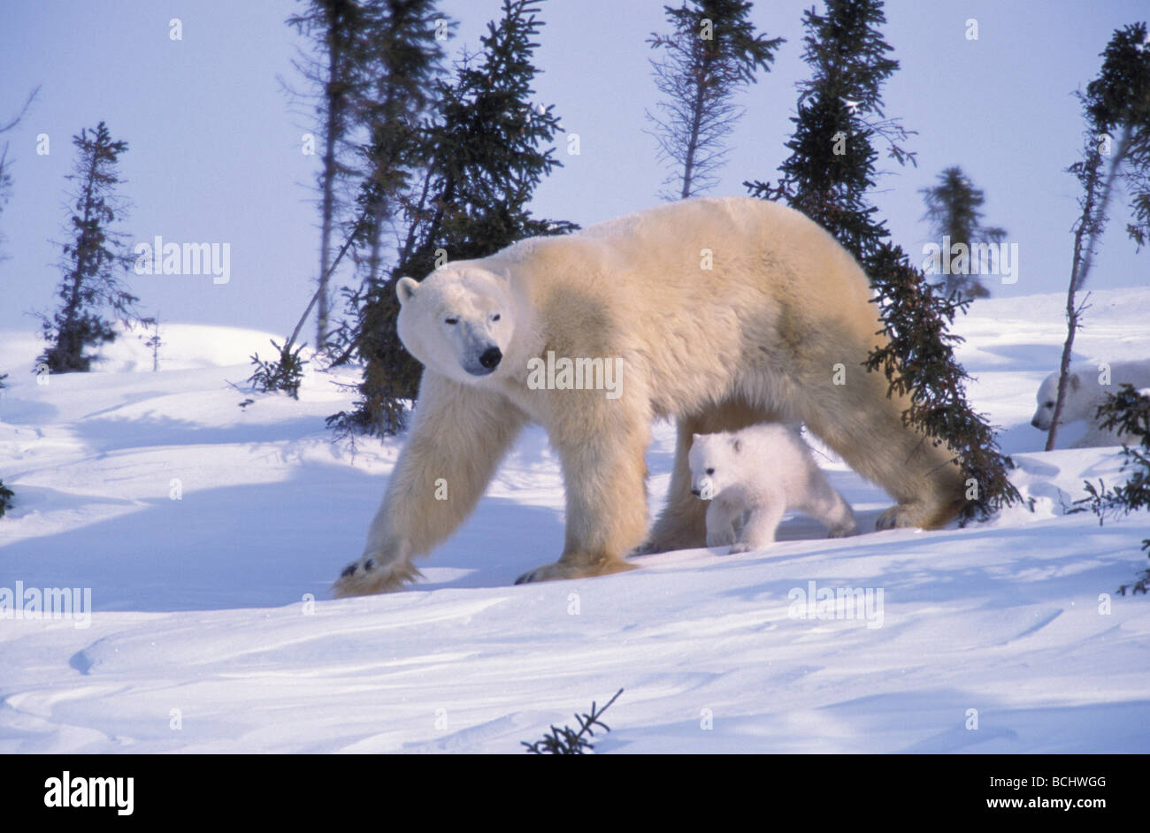 Orso polare & Cubs a piedi Wapusk NP Park Canada inverno Foto Stock