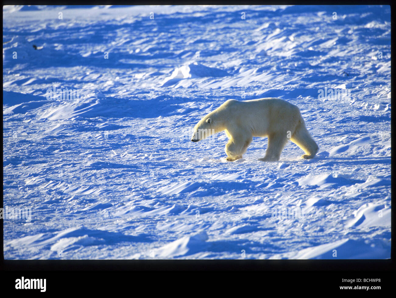Orso polare passeggiate sulla neve Cape Churchill Manitoba inverno scenic Foto Stock