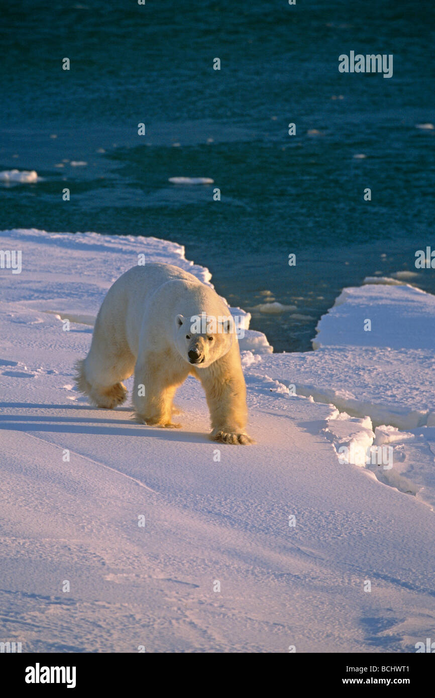 Orso polare sul litorale Baia Hudon Canada Churchill Manitoba inverno Foto Stock
