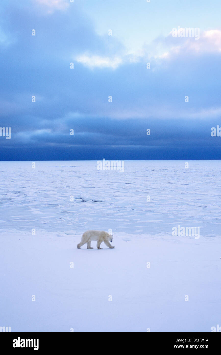 Orso polare passeggiate litorale della Baia di Hudson Churchill Canada Inverno Manitoba Foto Stock