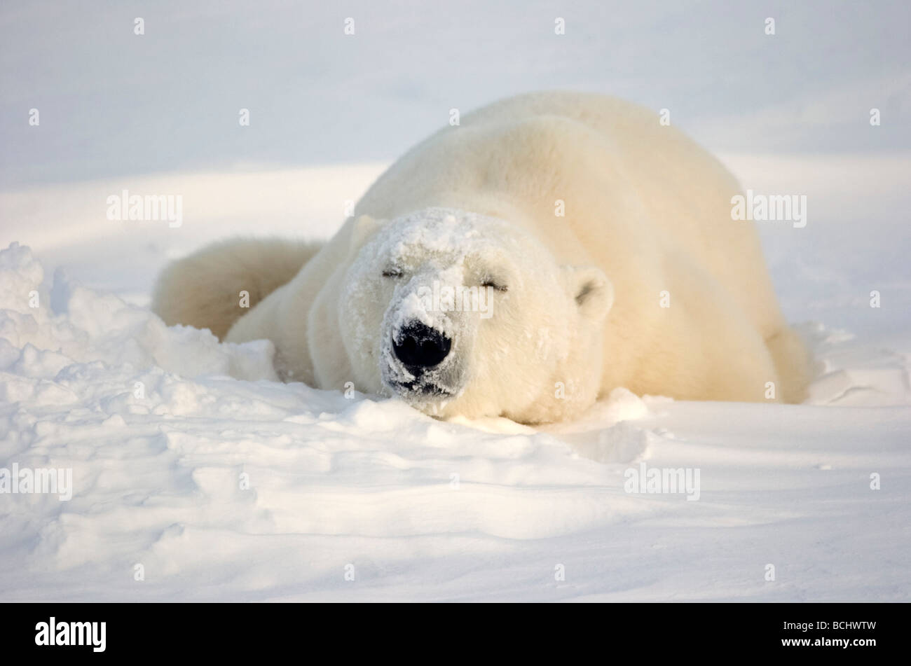 Orso polare in posa neve a Churchill, Manitoba, Canada. Foto Stock