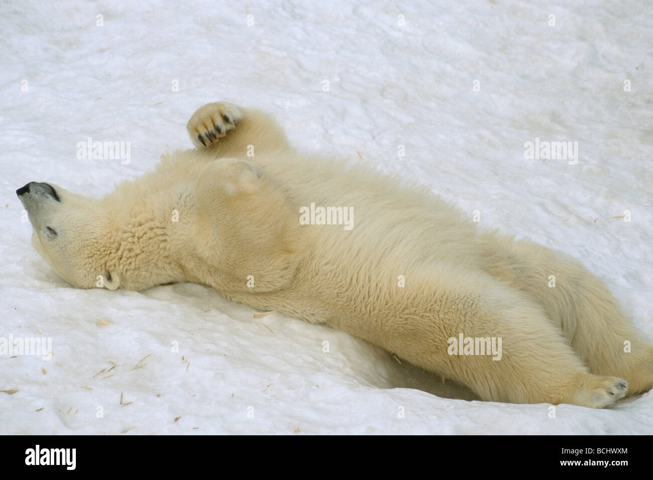 Orso polare in appoggio sul retro Captive Alaska Foto Stock