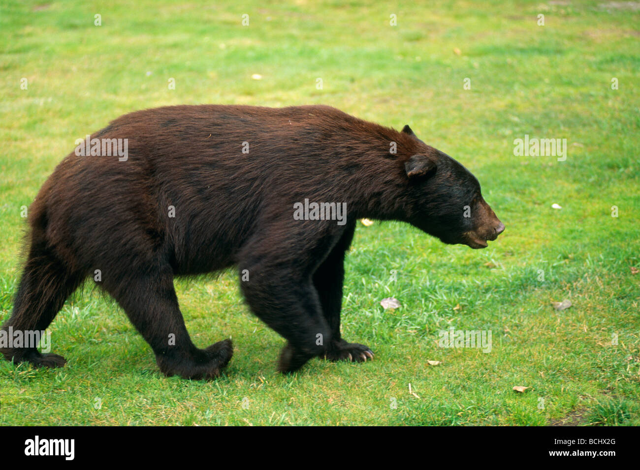 Black Bear a piedi nella zona erbosa Taku Glacier SE AK estate ritratto Foto Stock