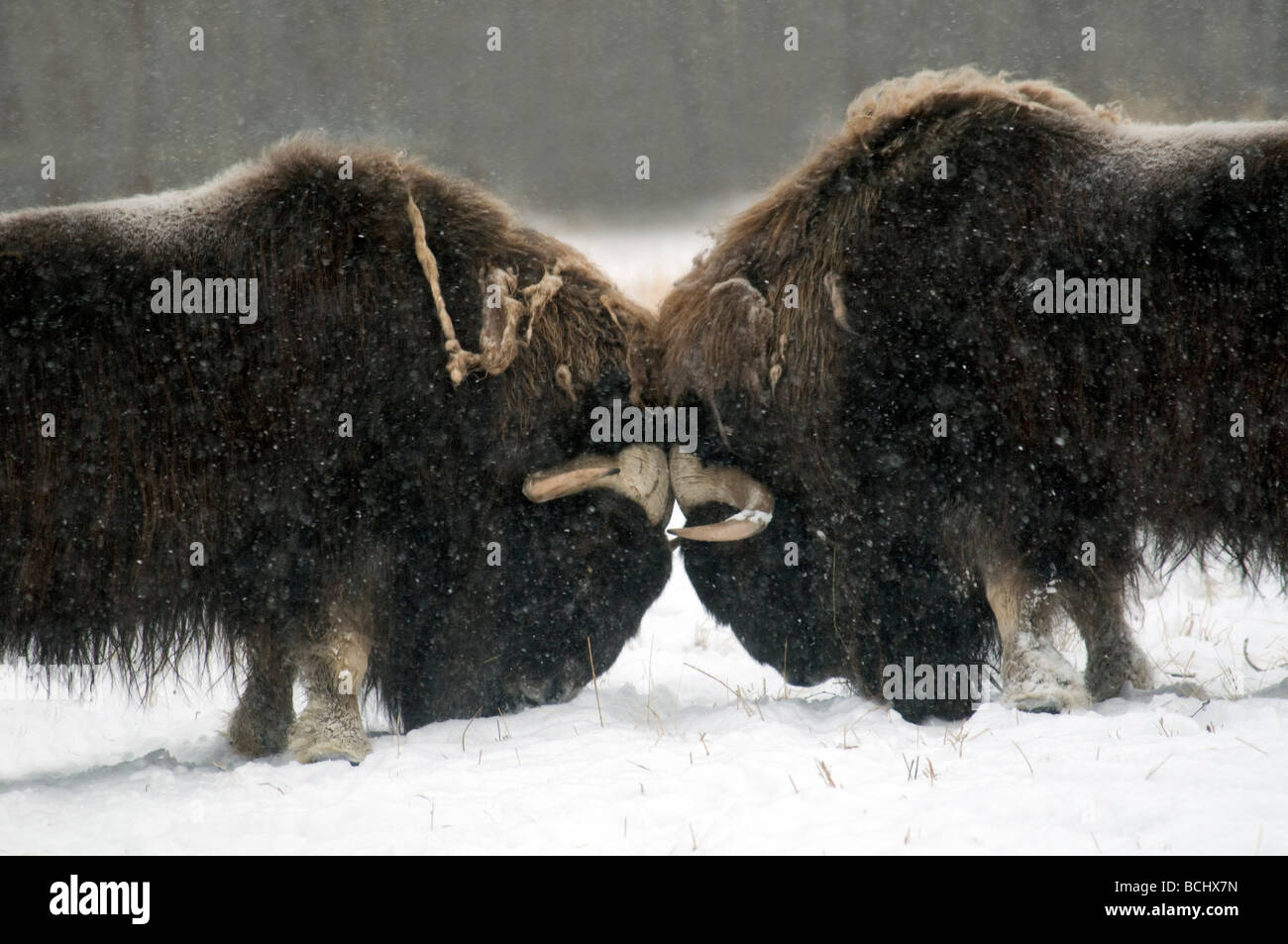Due maschi adulti Musk Ox combattimenti in Yukon Wildlife preservare, Canada Foto Stock