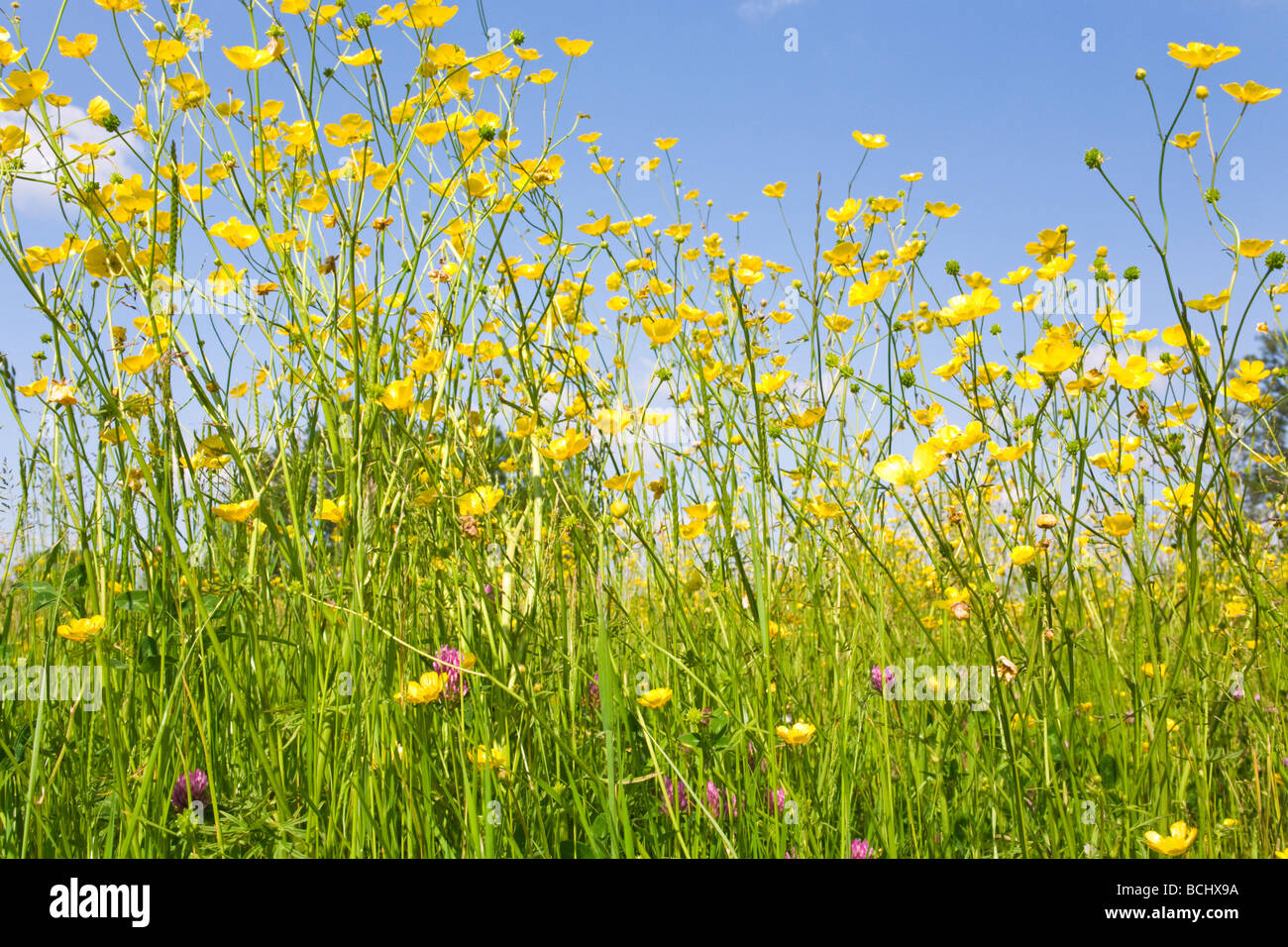 Ranuncoli Foto Stock